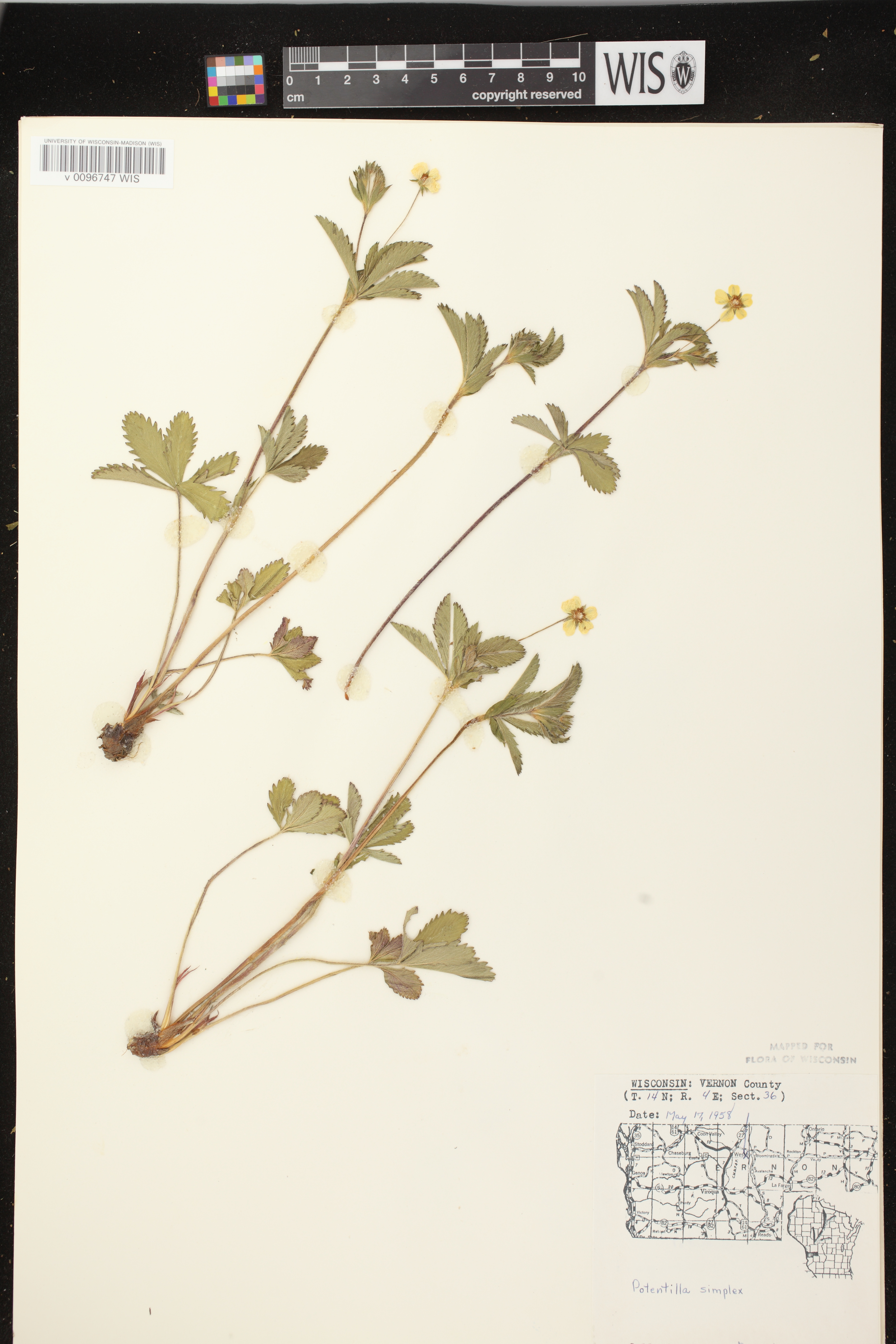 Potentilla simplex image