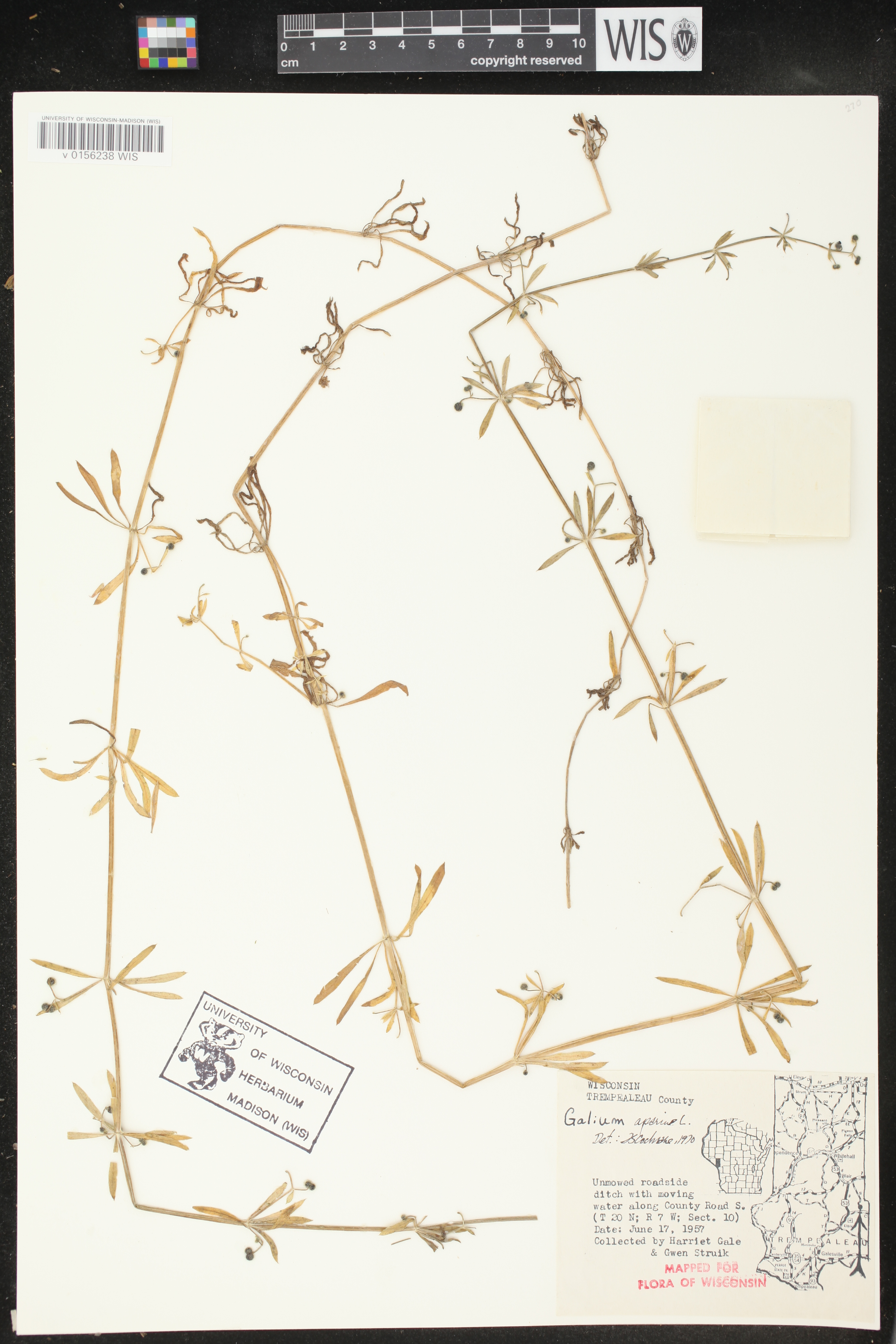Galium aparine image