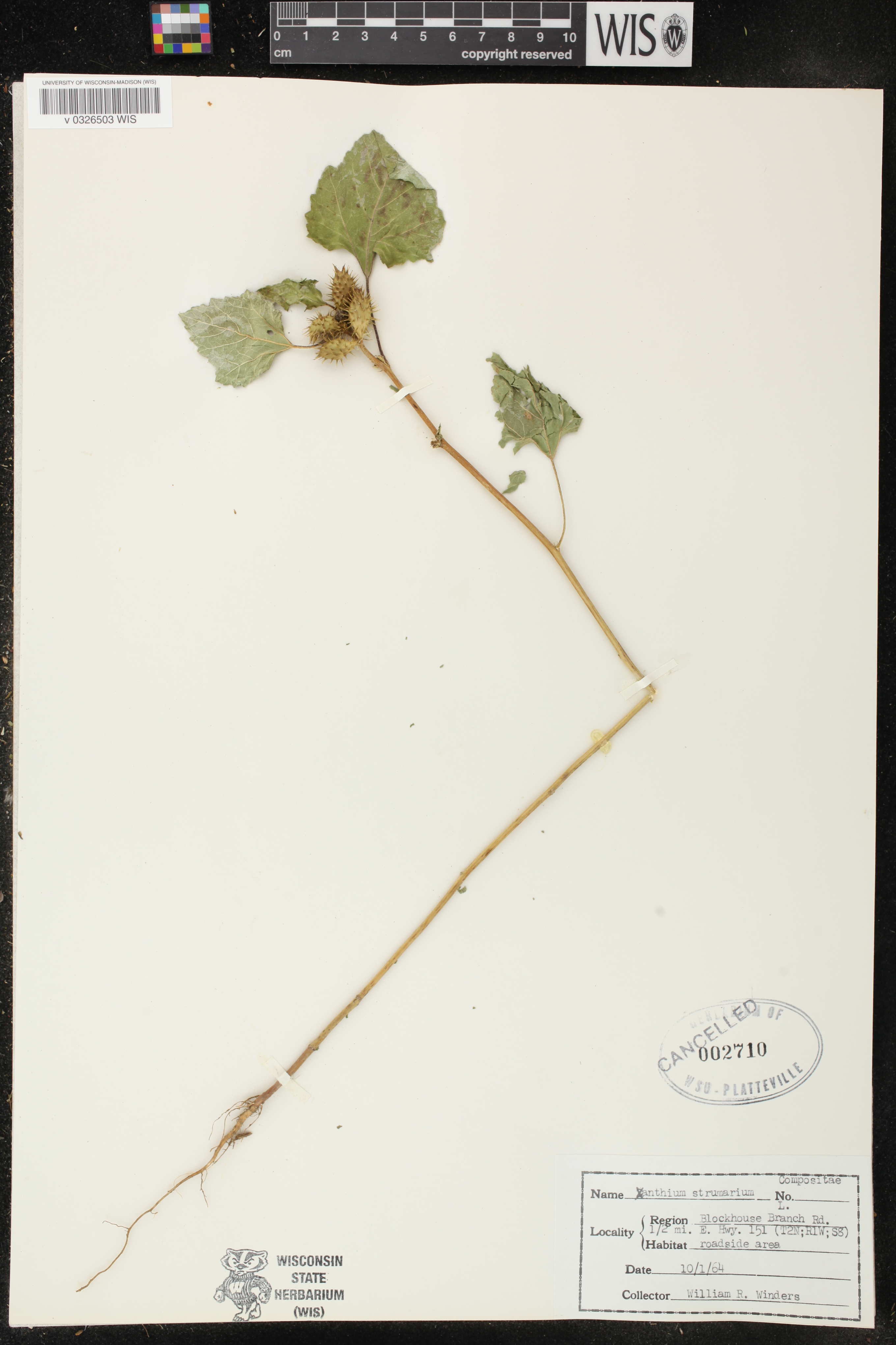 Xanthium strumarium image