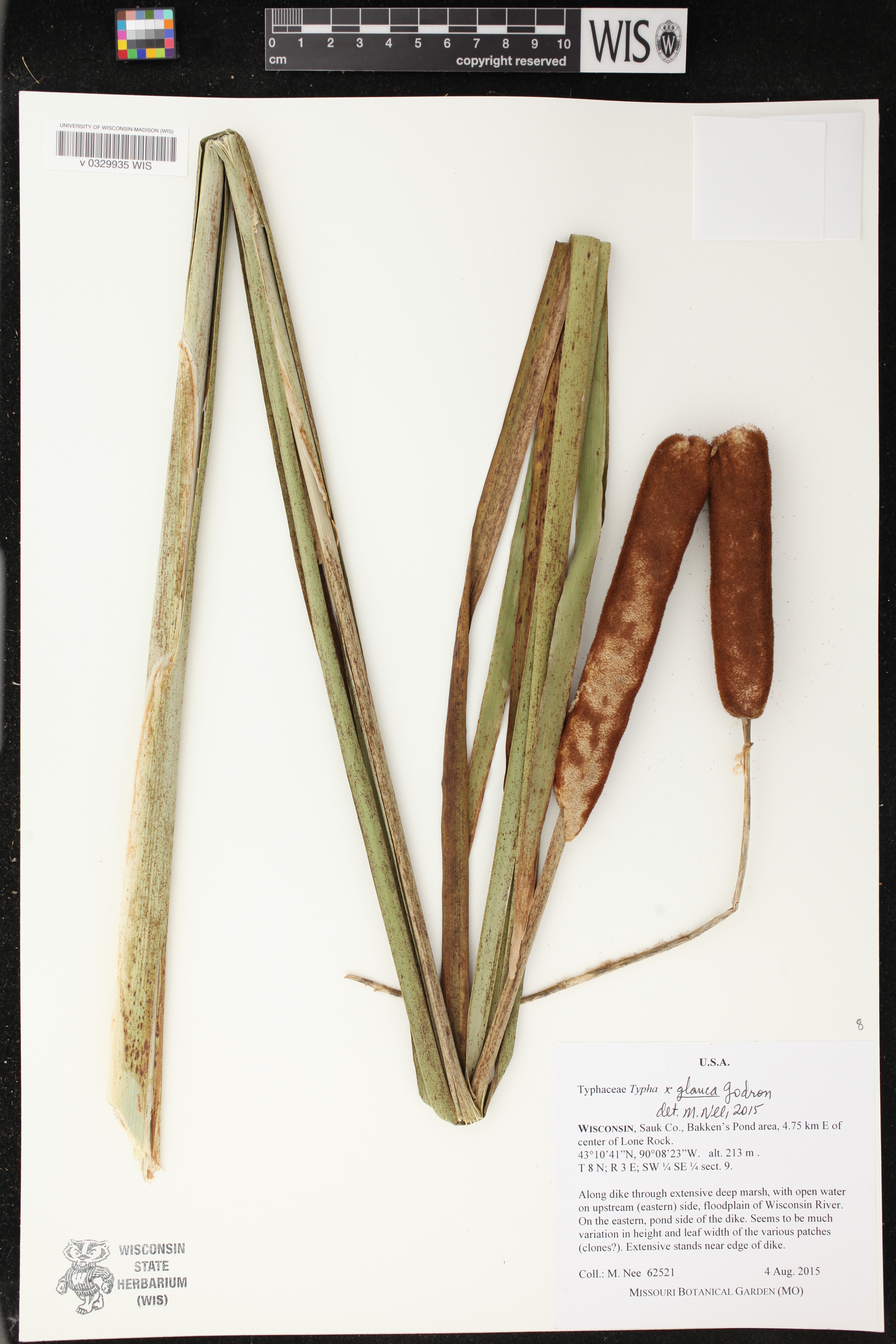 Typha X glauca image