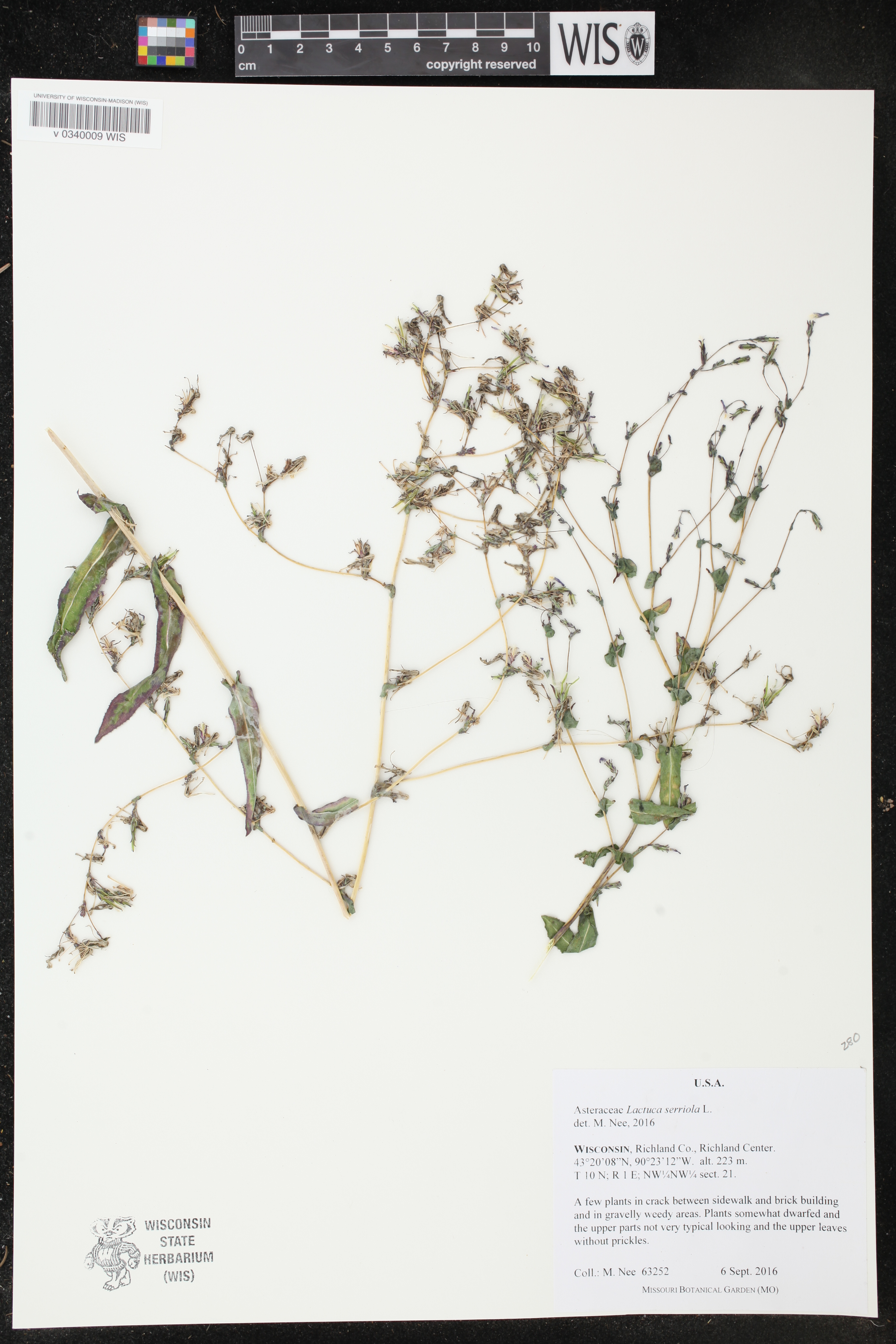 Lactuca serriola image