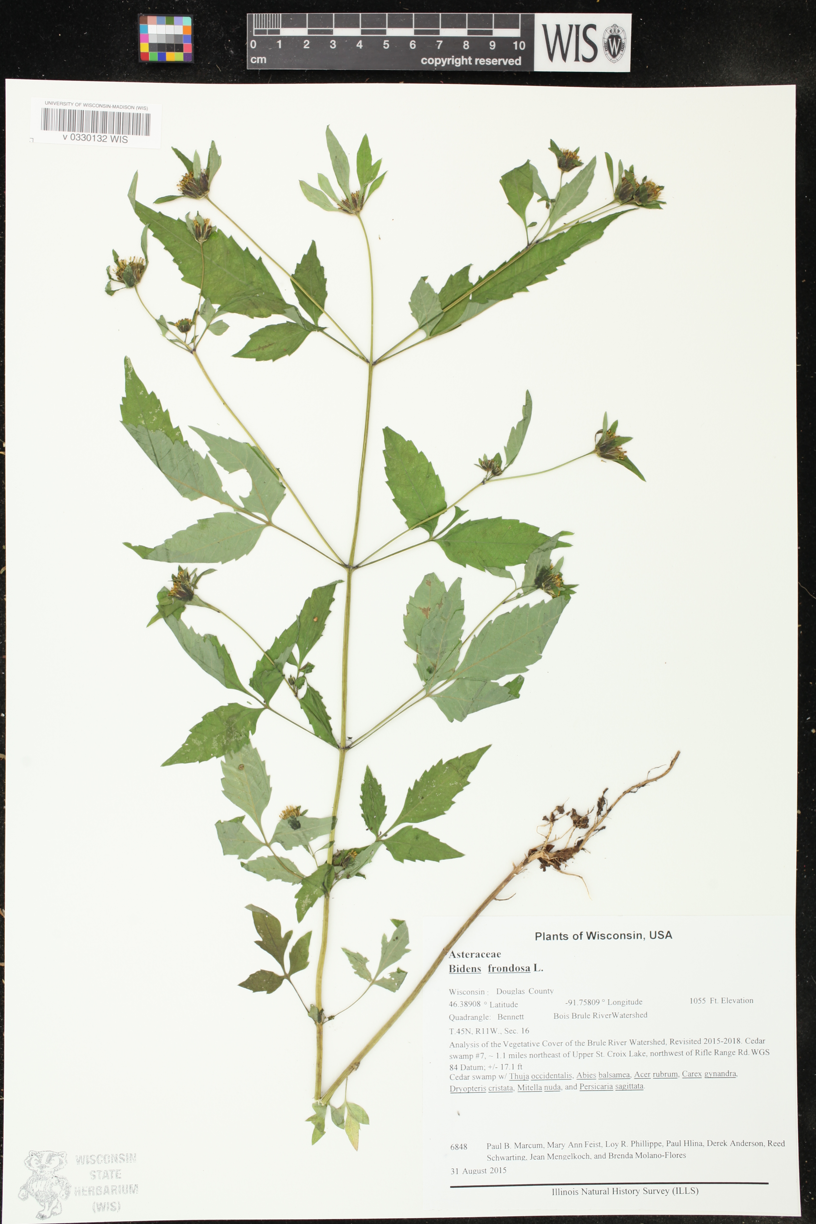 Bidens frondosa image