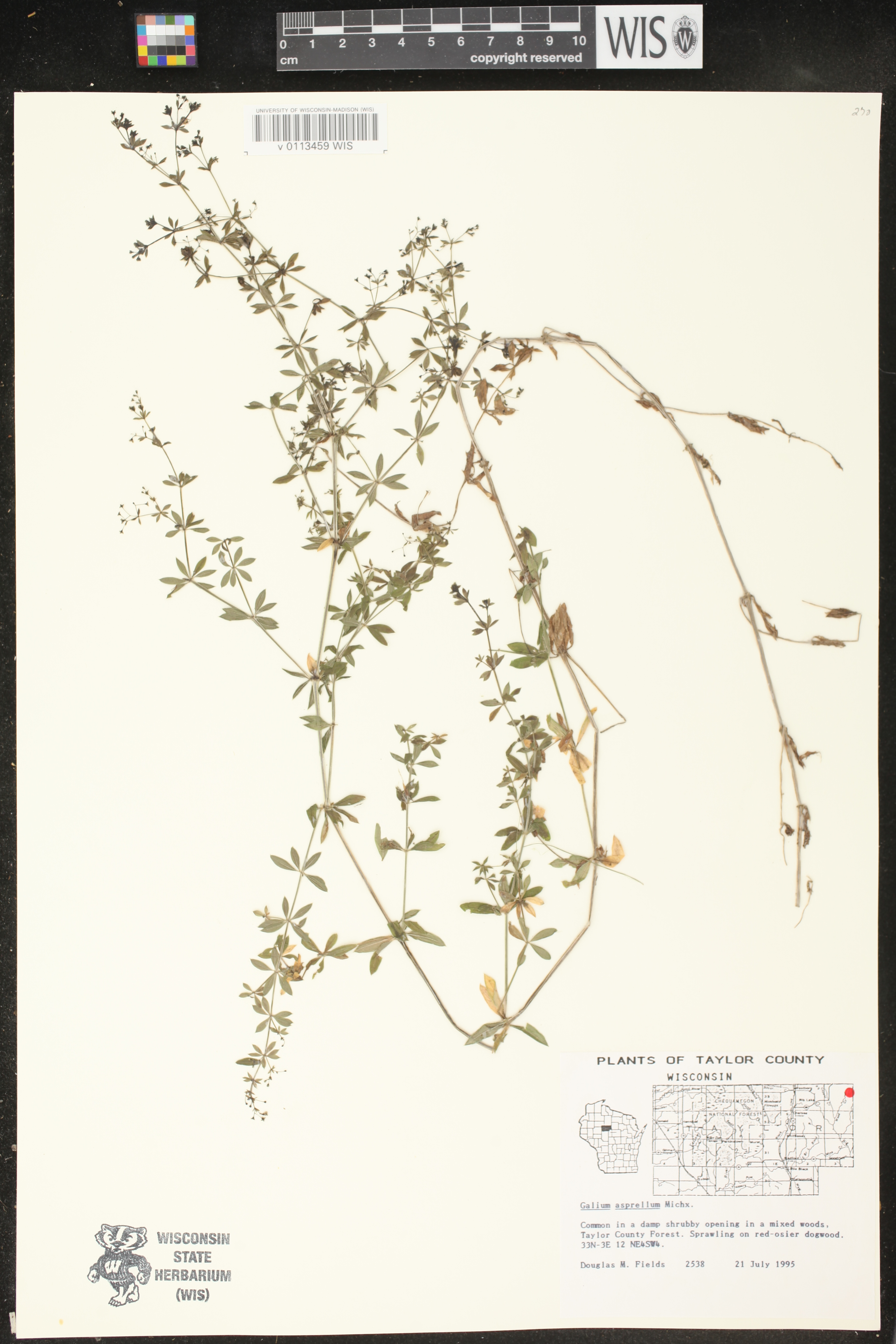 Galium asprellum image