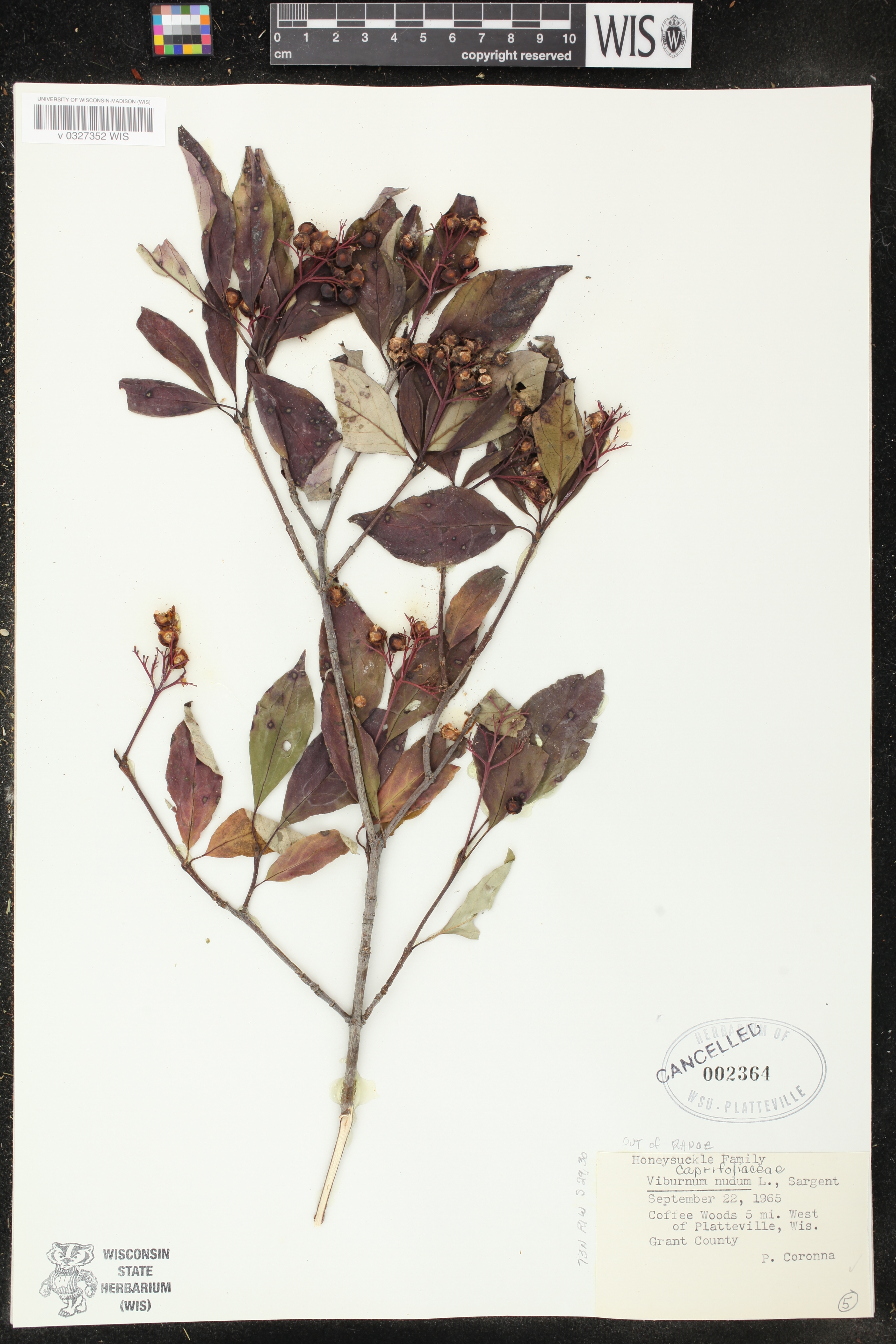 Cornus foemina subsp. racemosa image