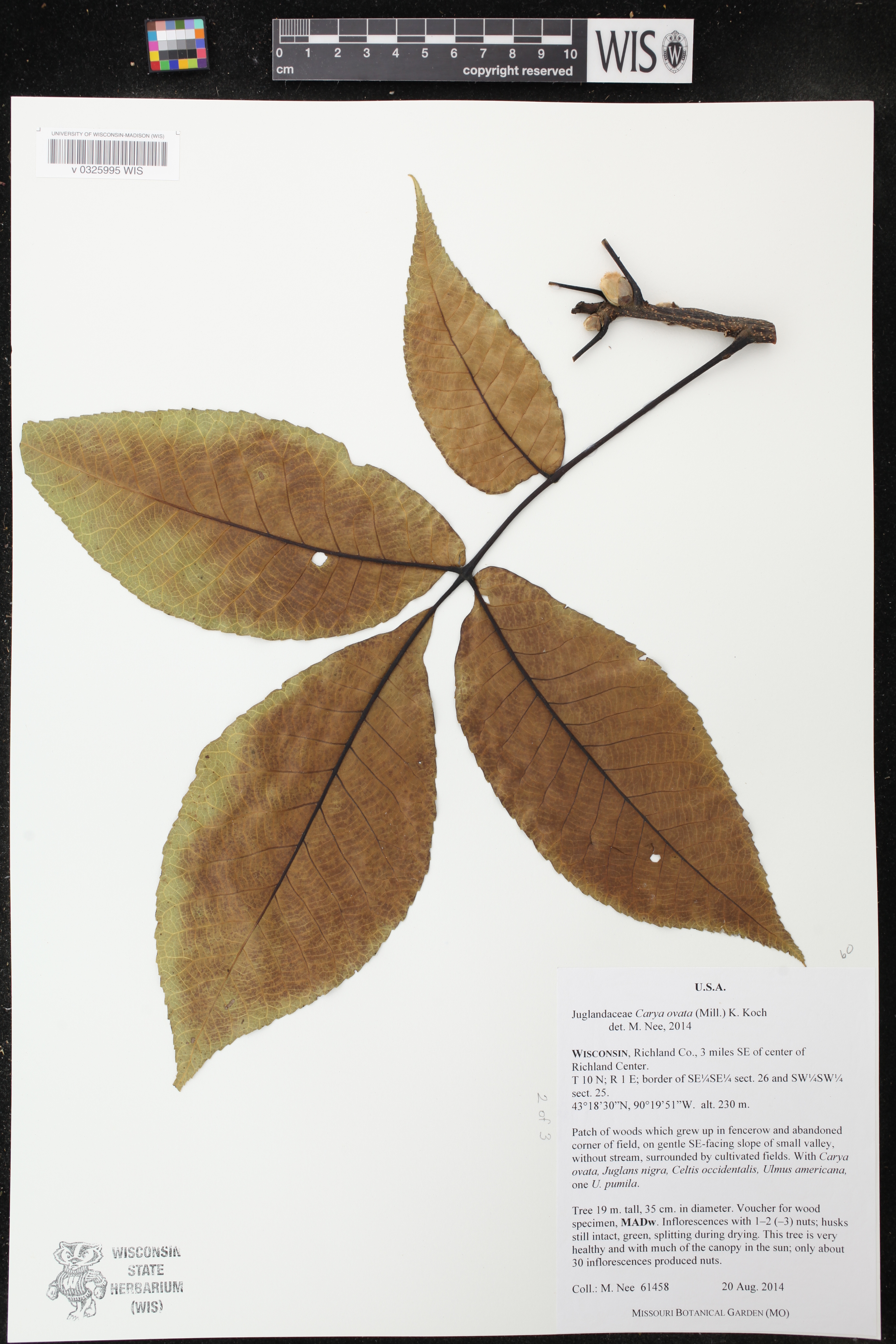 Carya ovata image