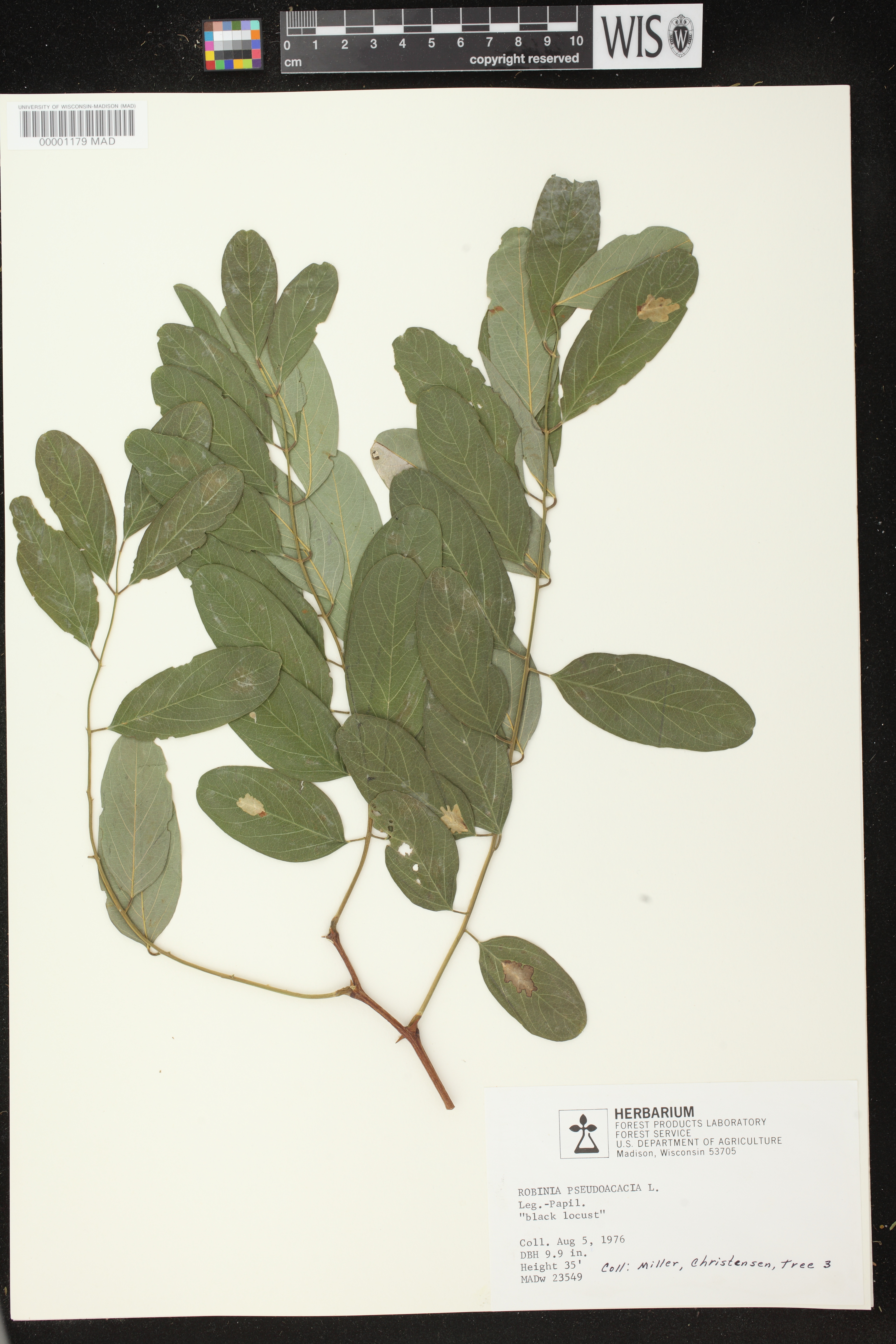 Robinia pseudoacacia image