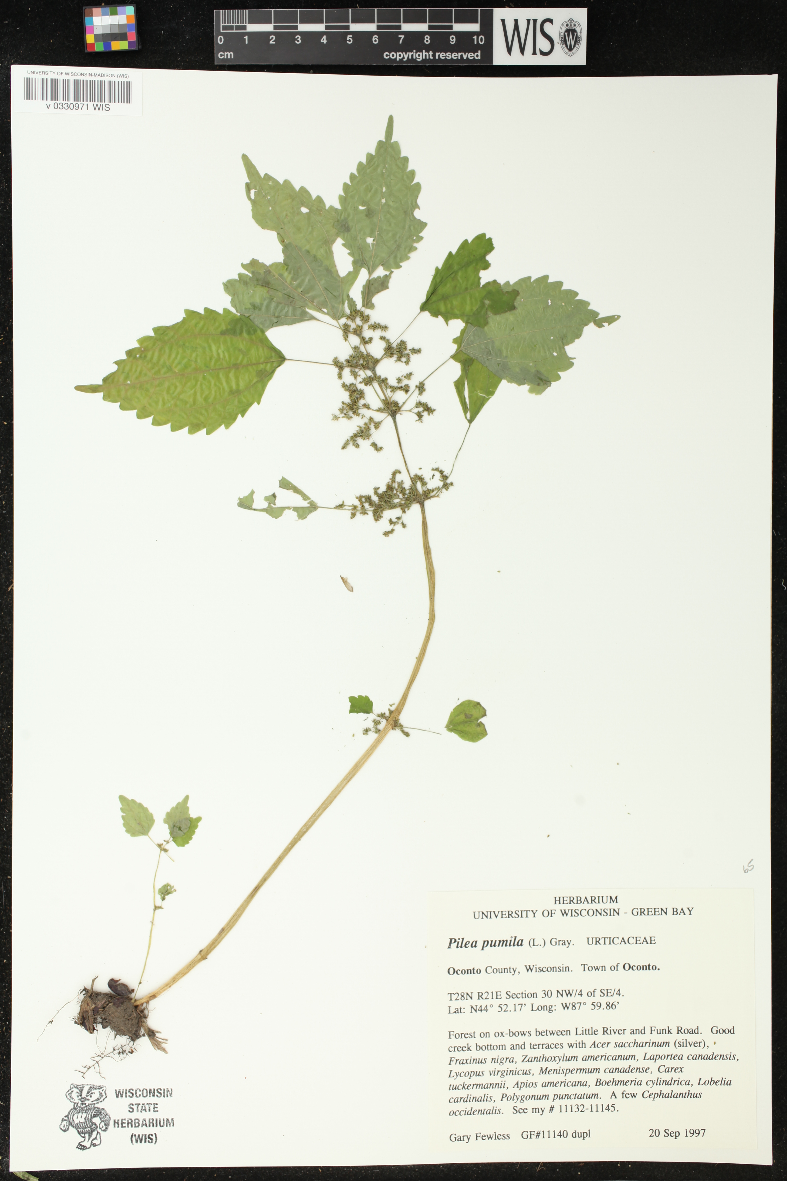 Pilea pumila image
