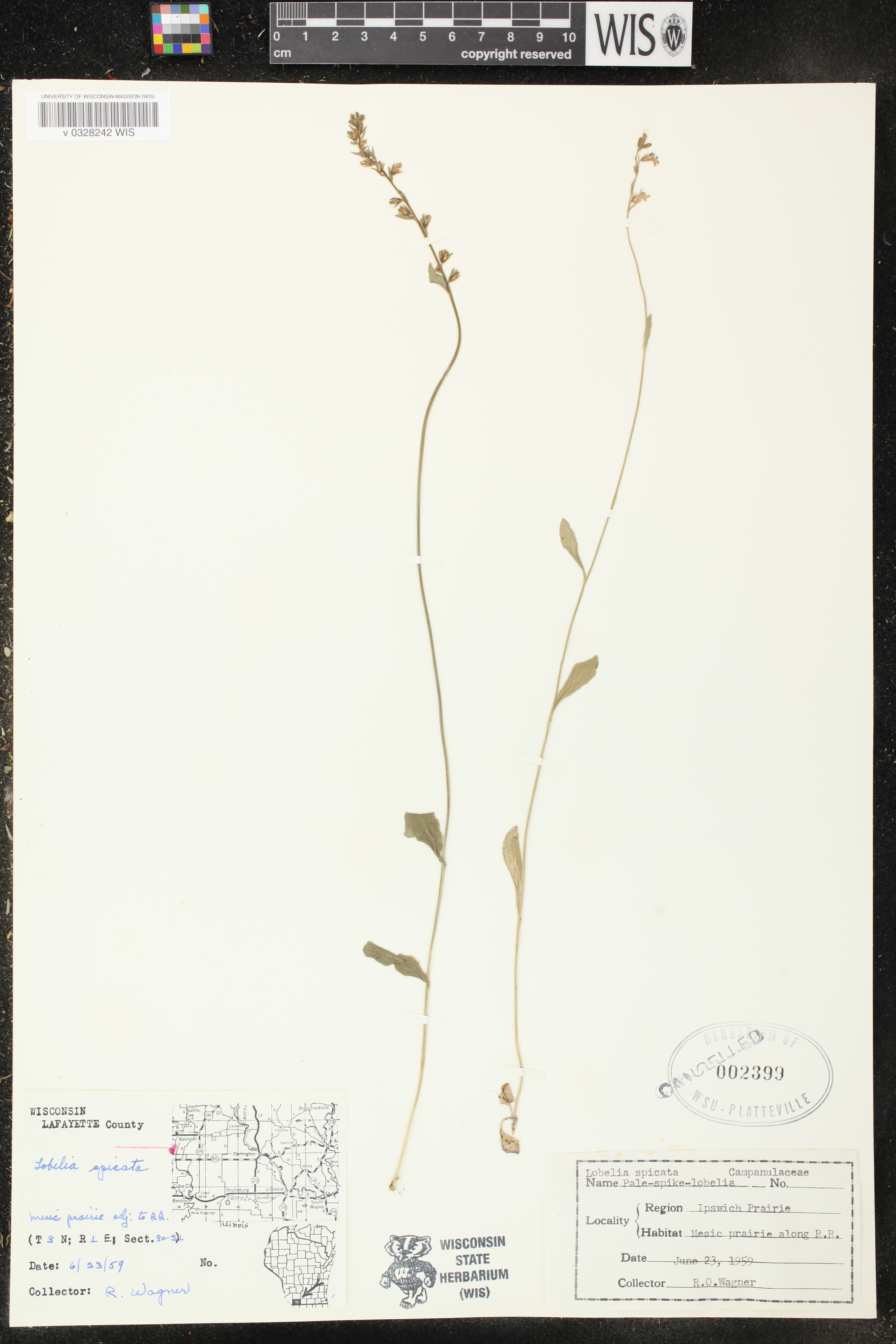 Lobelia spicata image