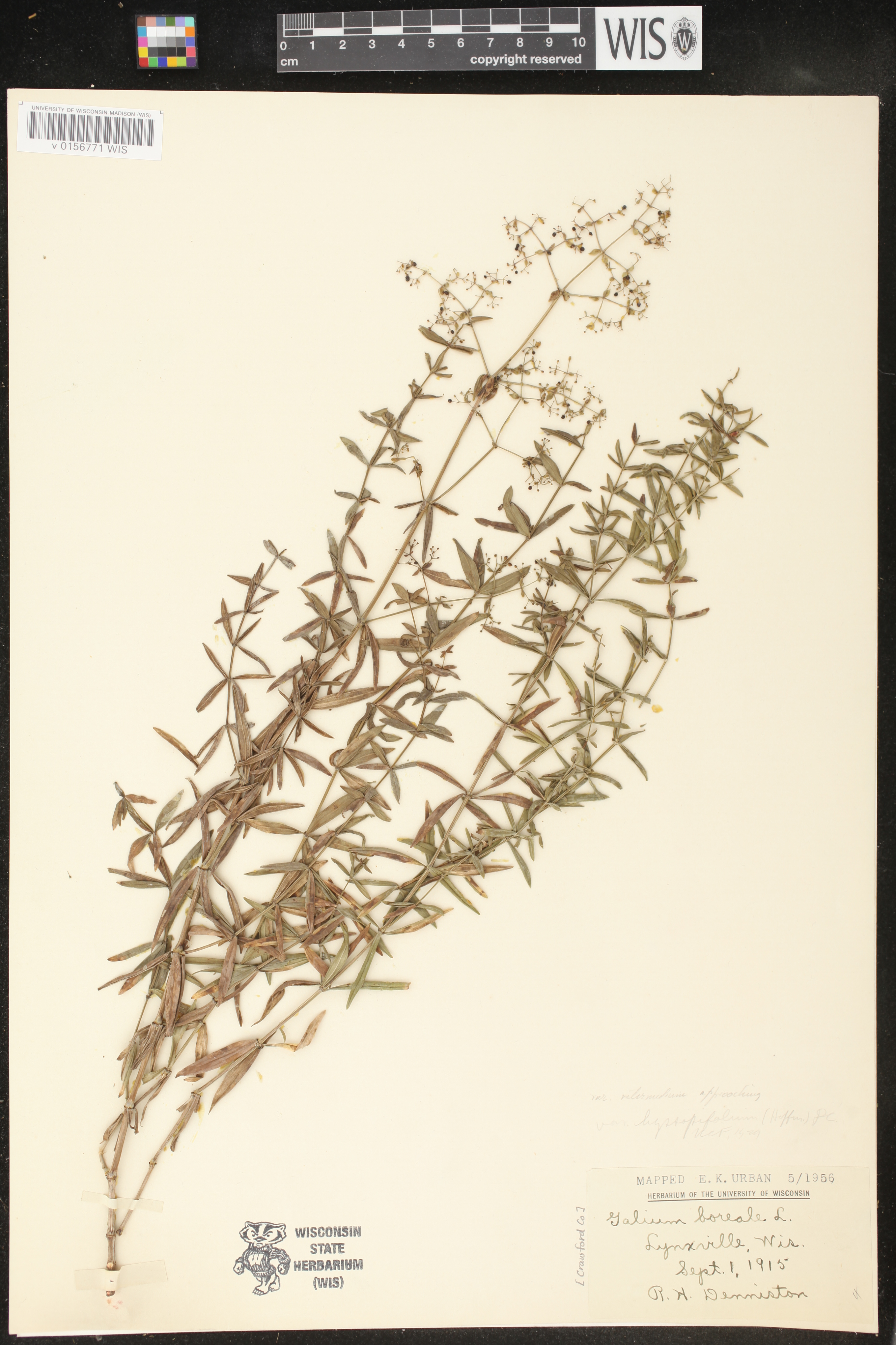 Galium boreale image