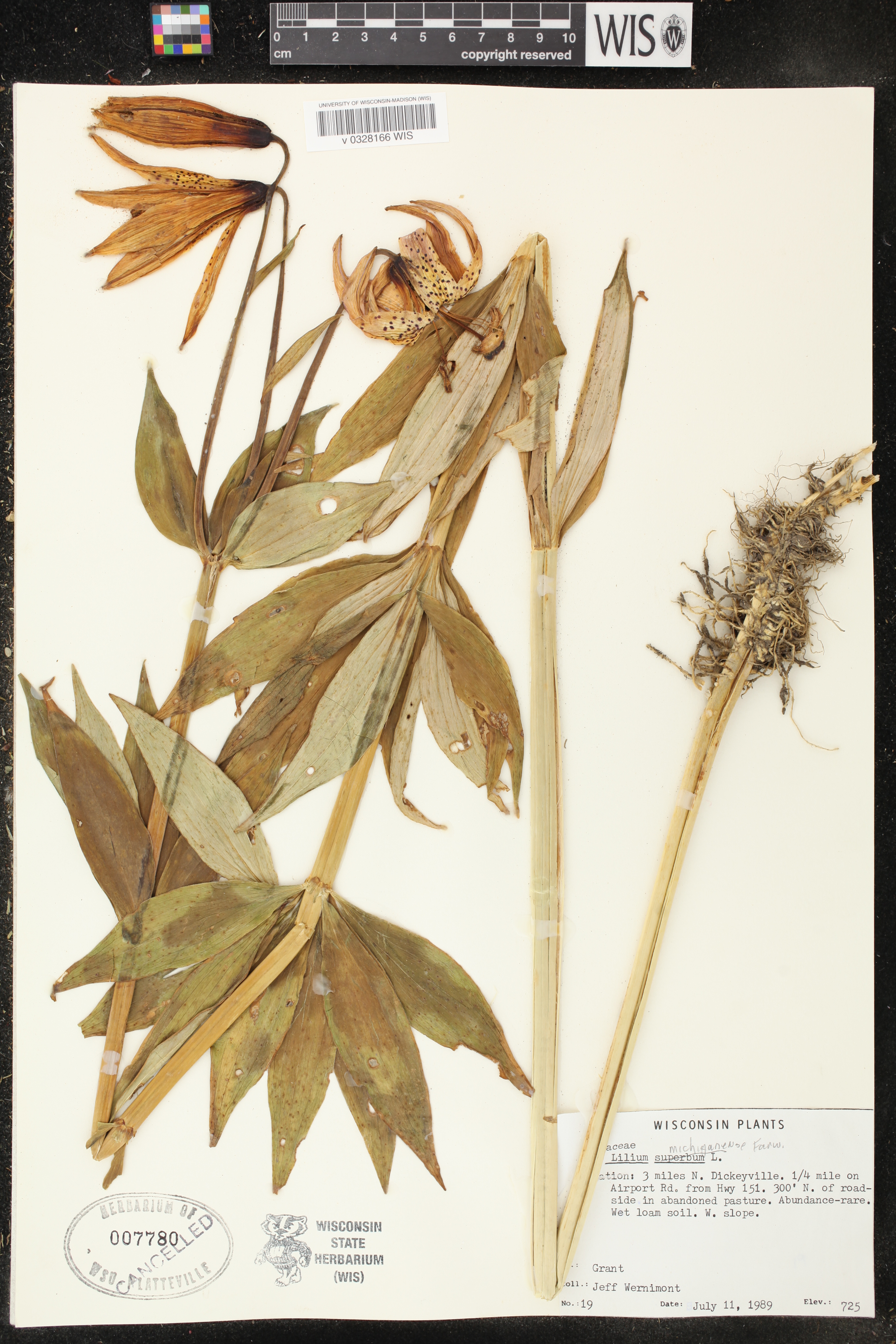 Lilium michiganense image