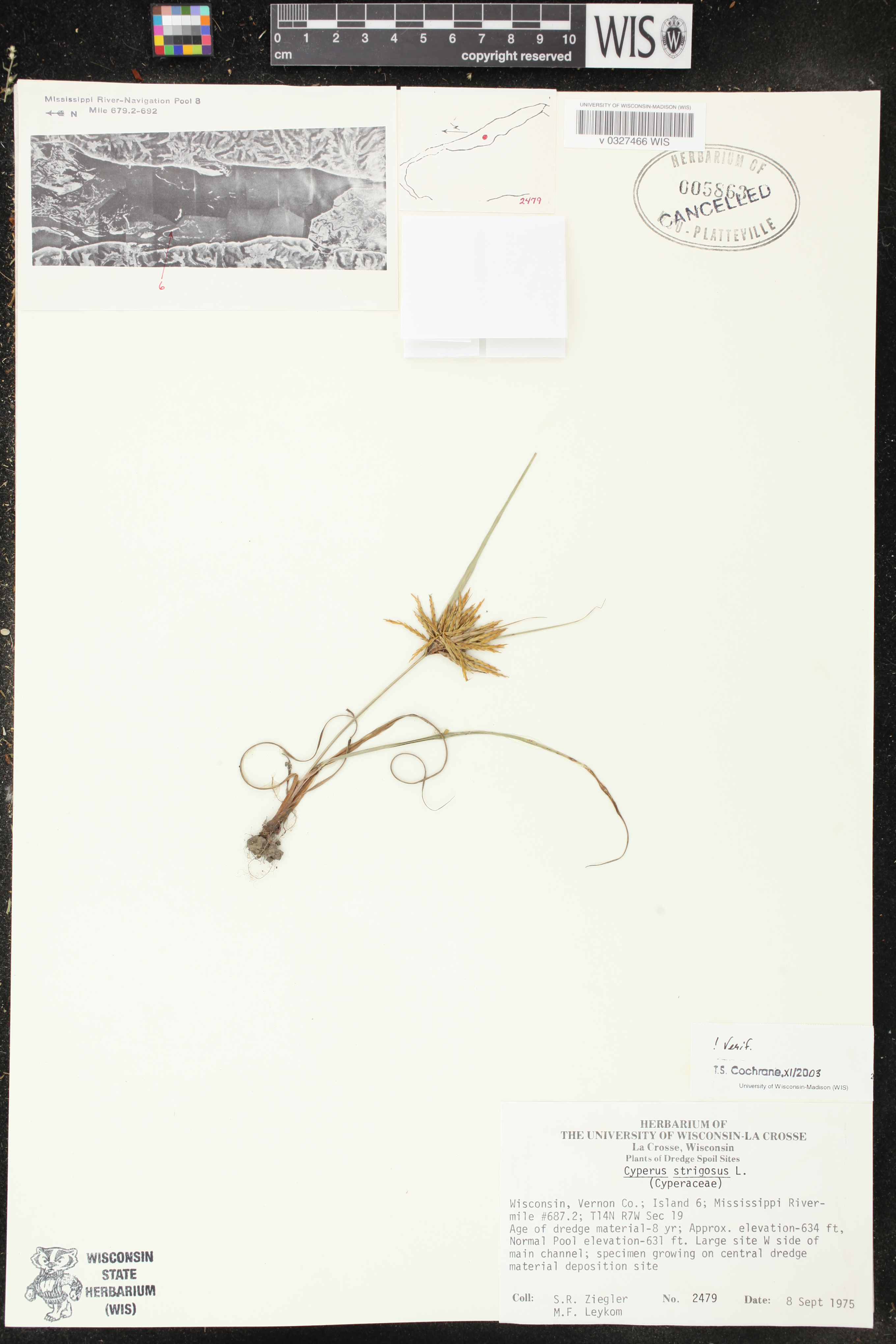 Cyperus strigosus image