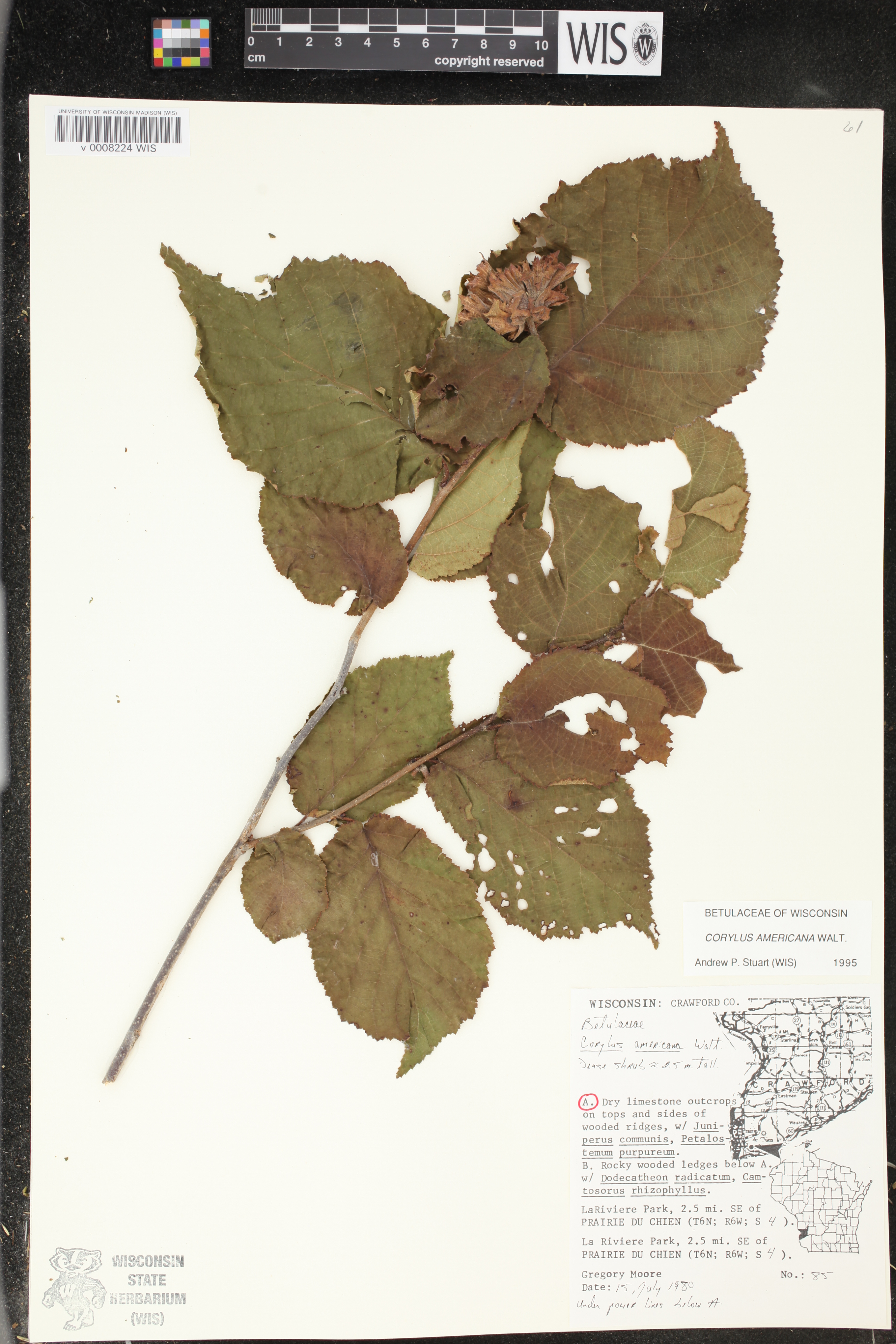 Corylus americana image