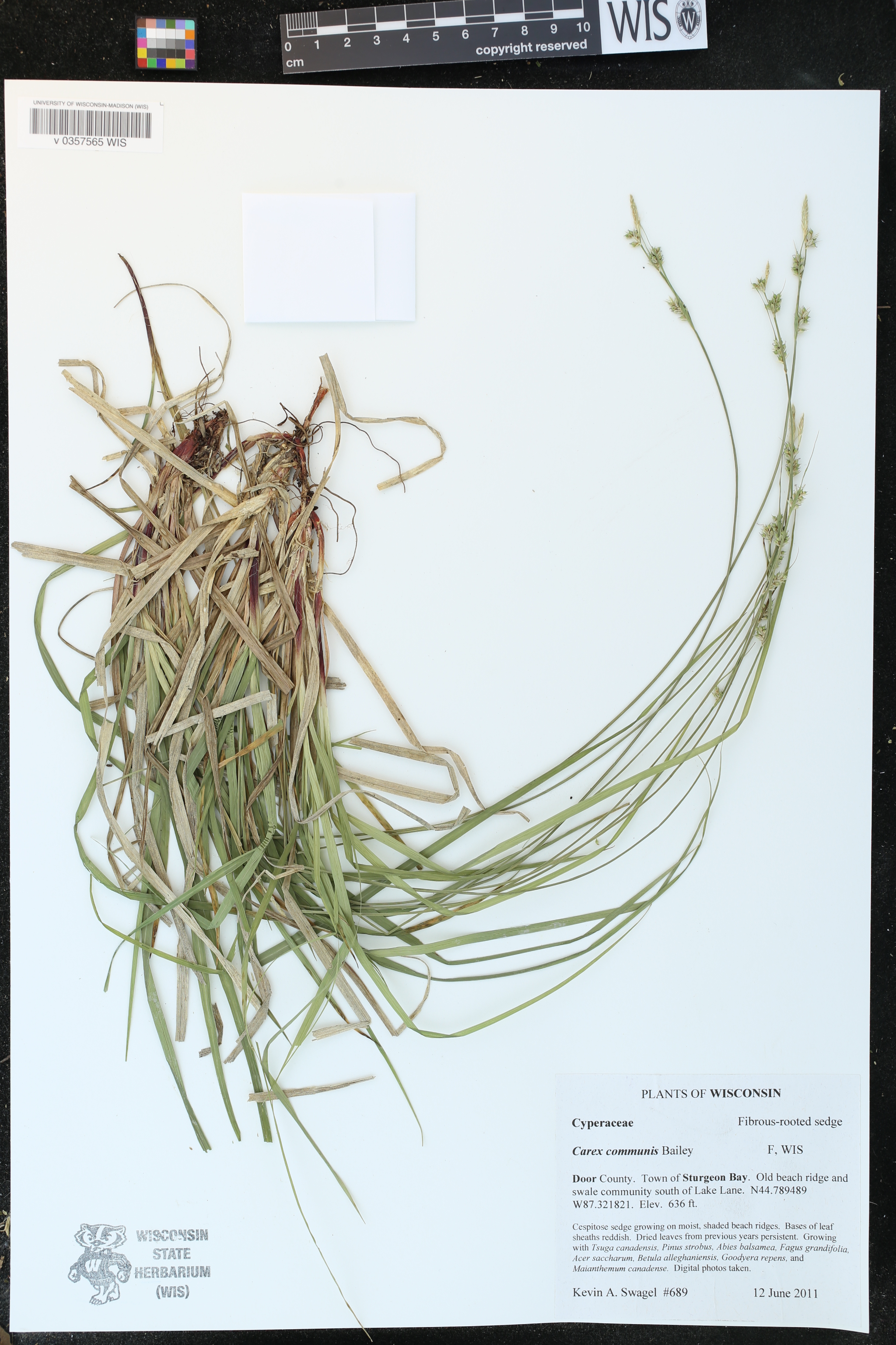 Carex communis image