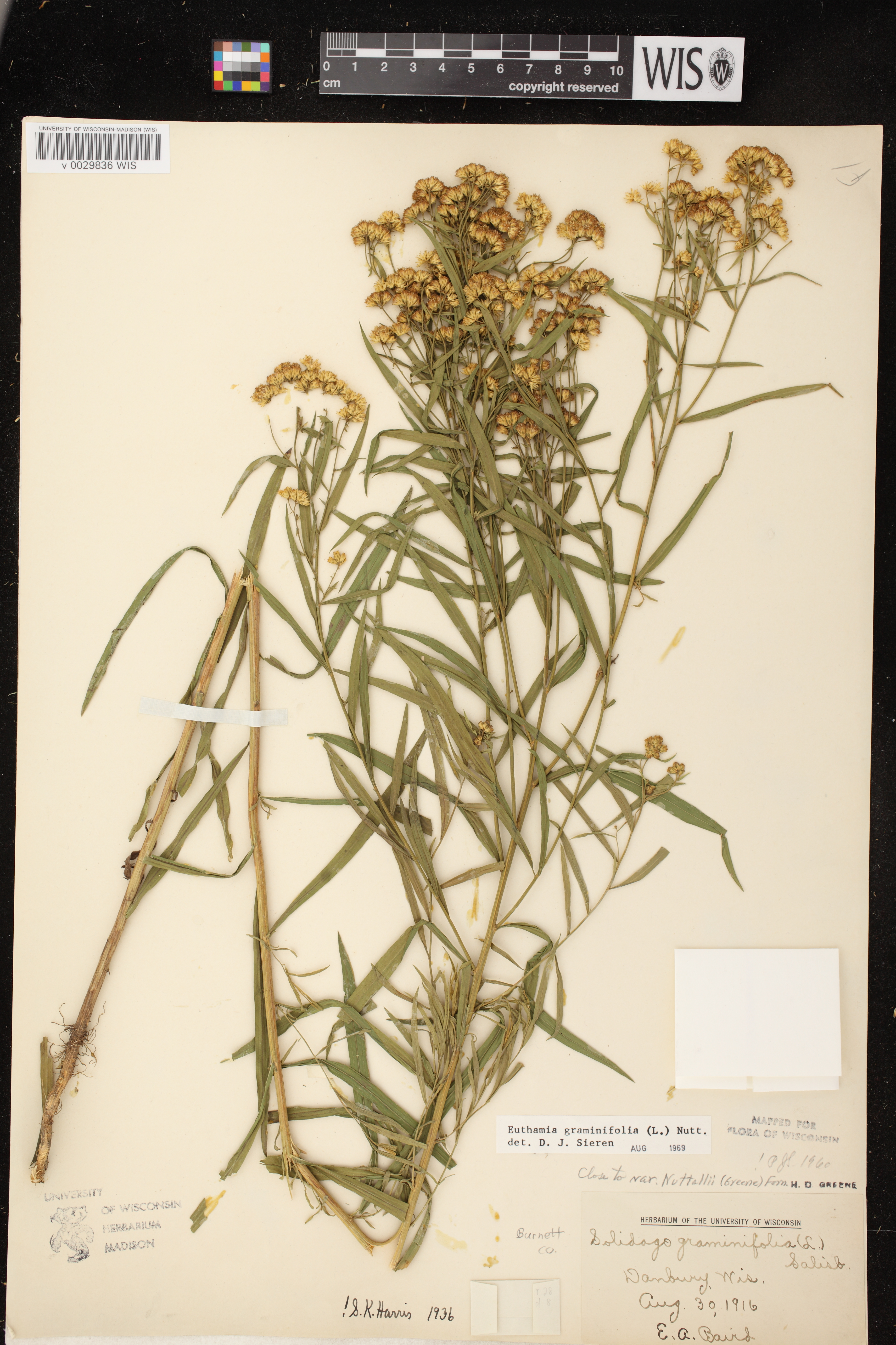 Euthamia graminifolia image