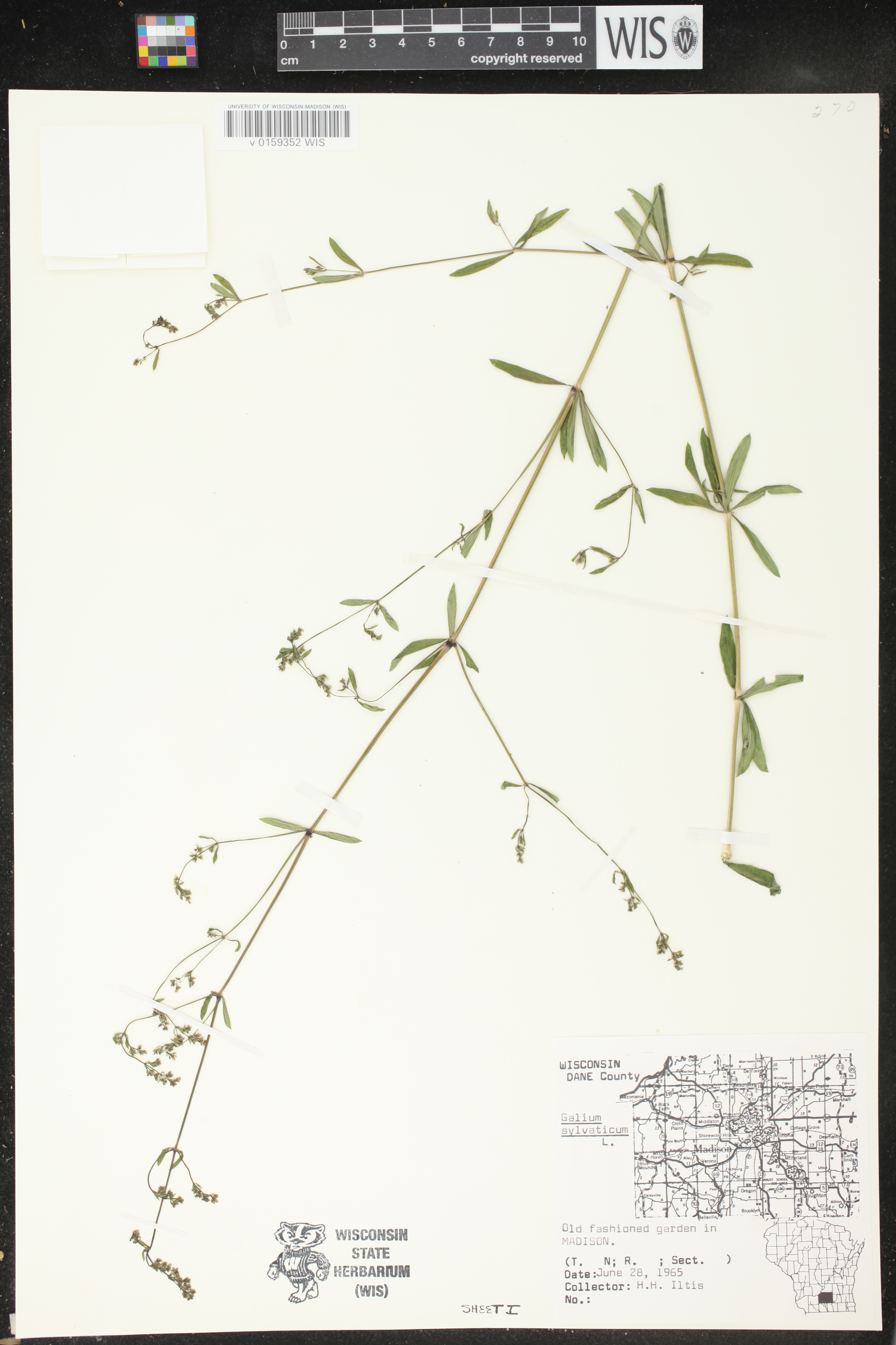 Galium sylvaticum image