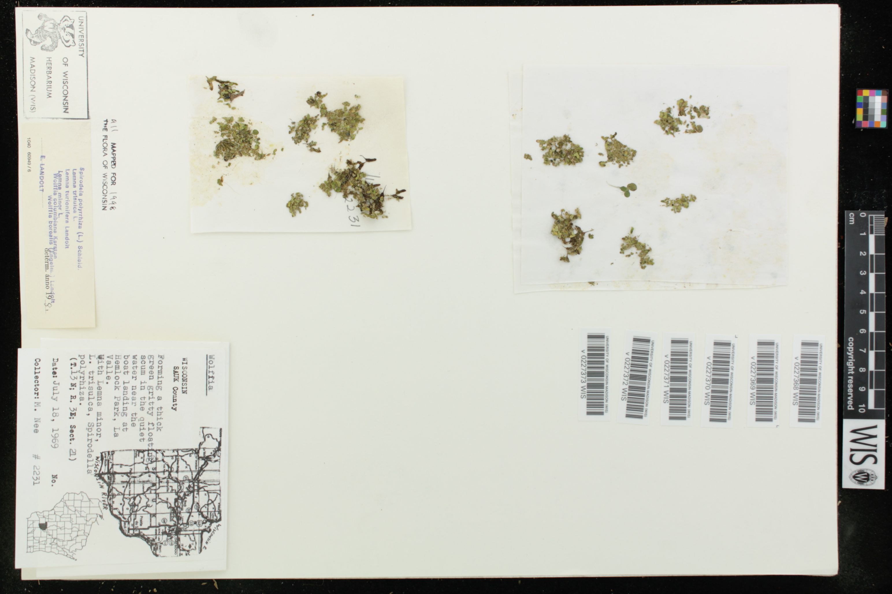 Wolffia columbiana image