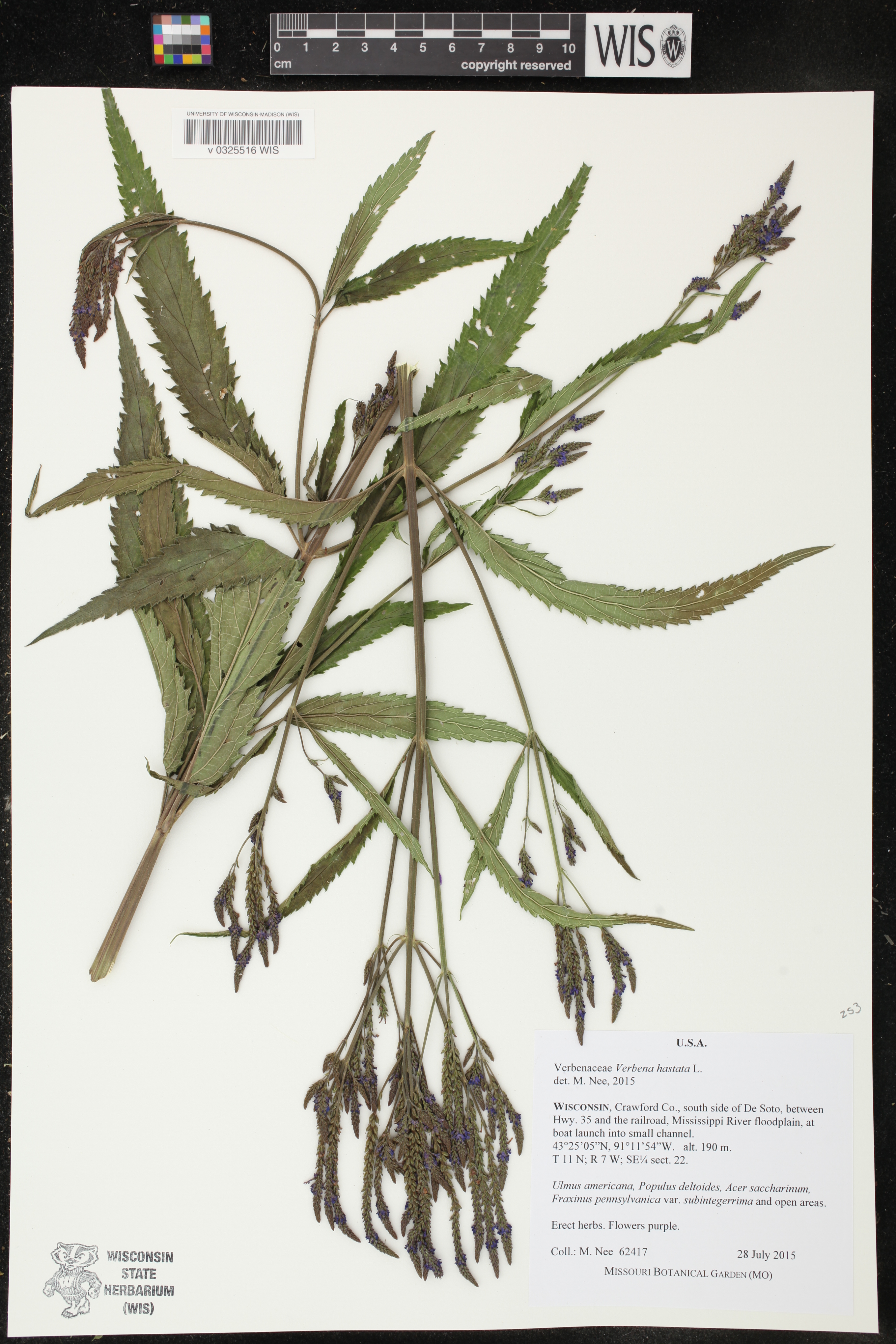Verbena hastata image
