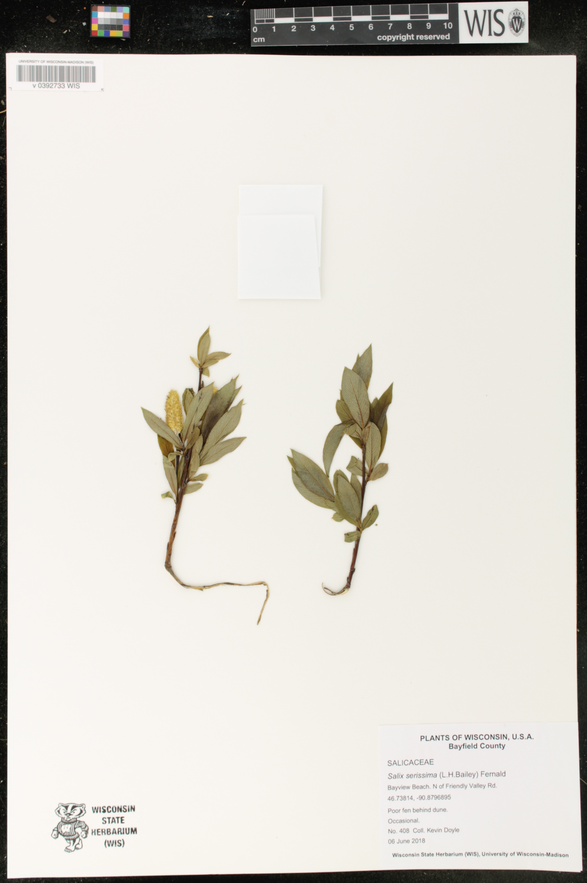 Salix serissima image