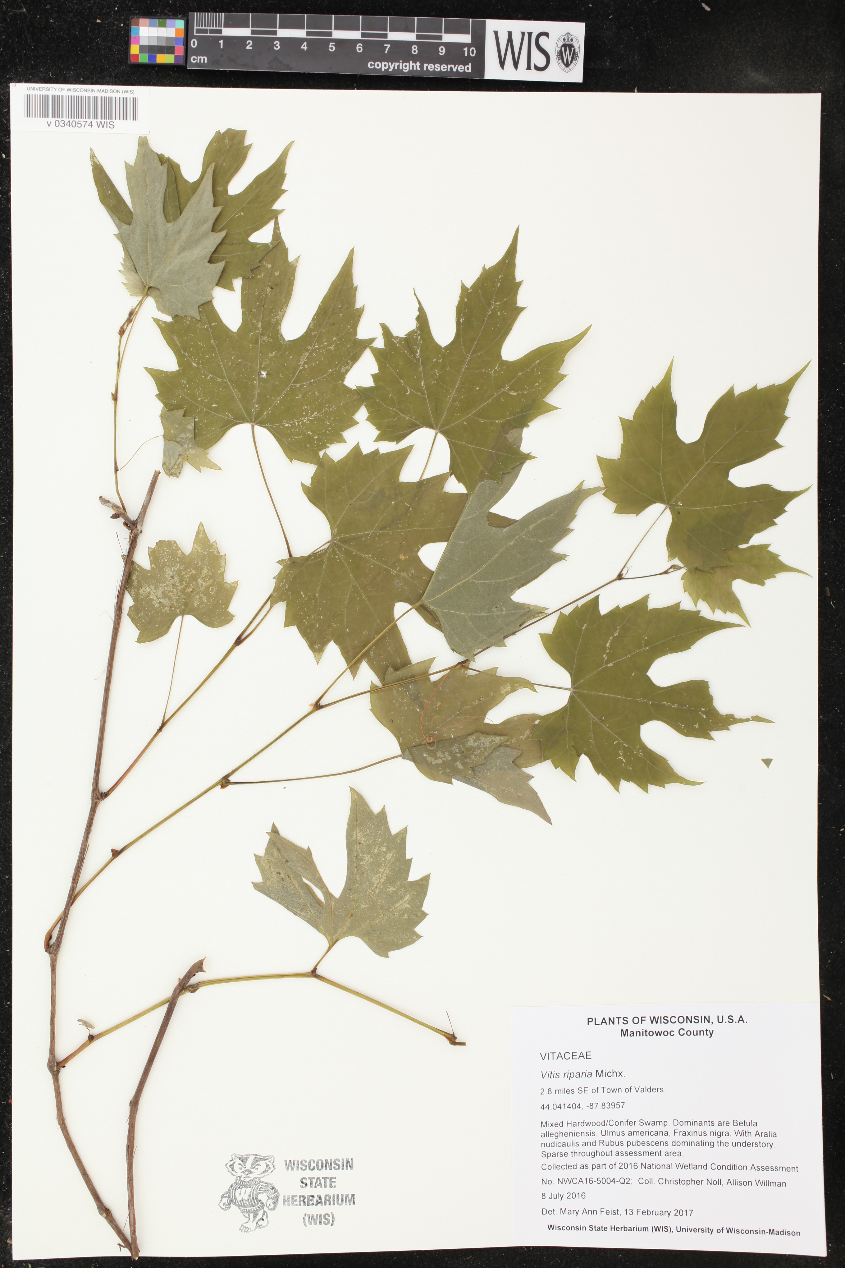 Vitis riparia image