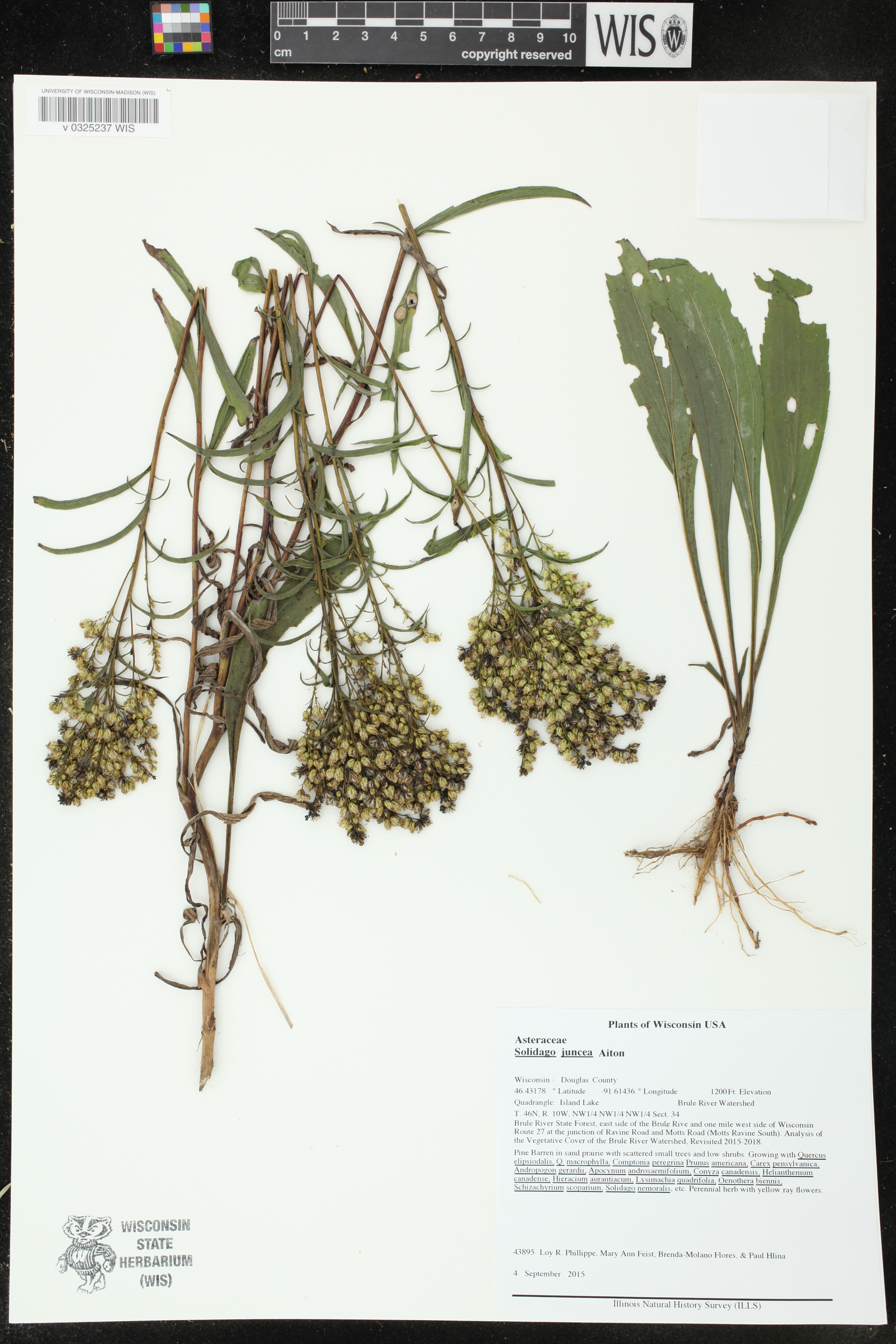 Solidago juncea image