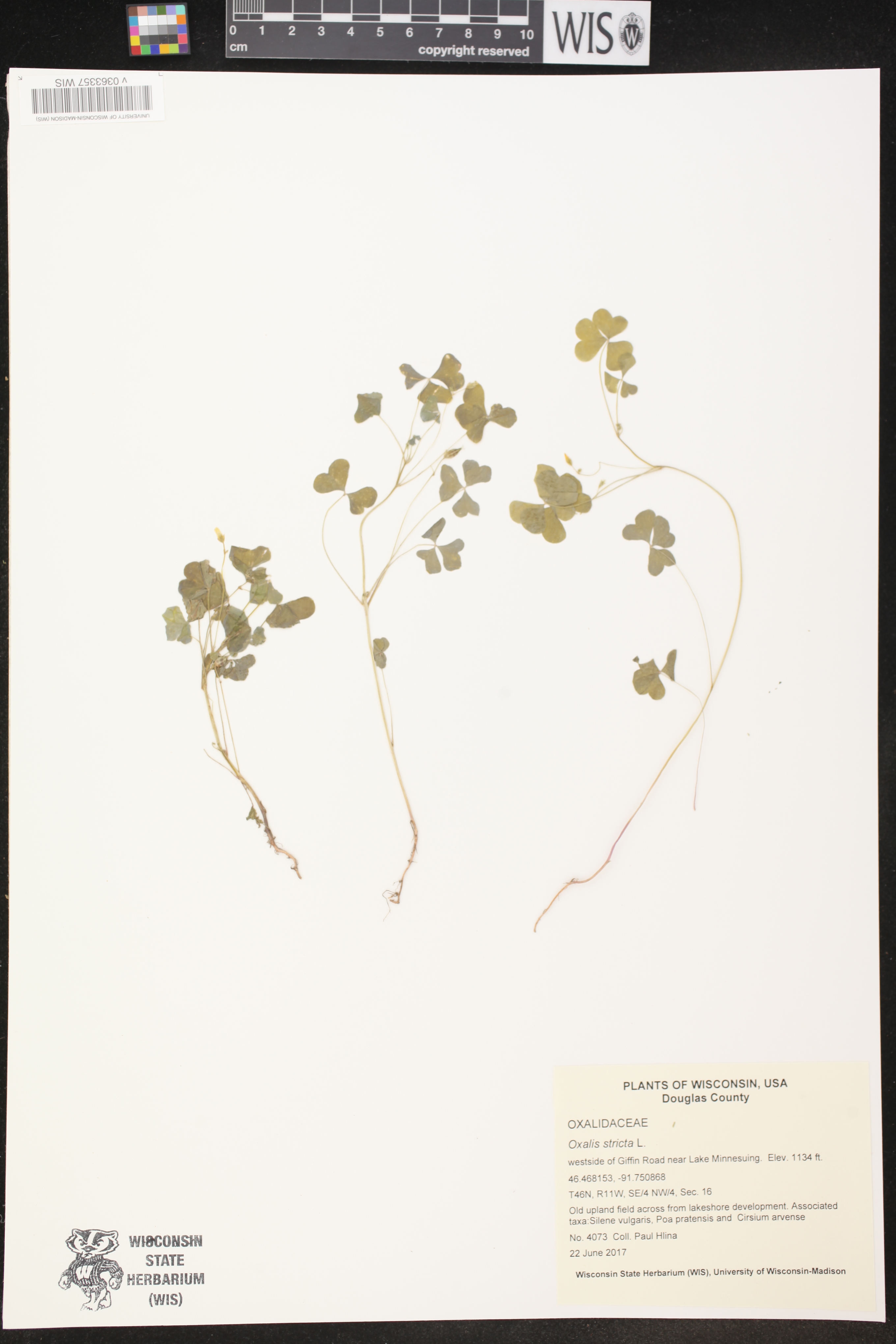 Oxalis stricta image