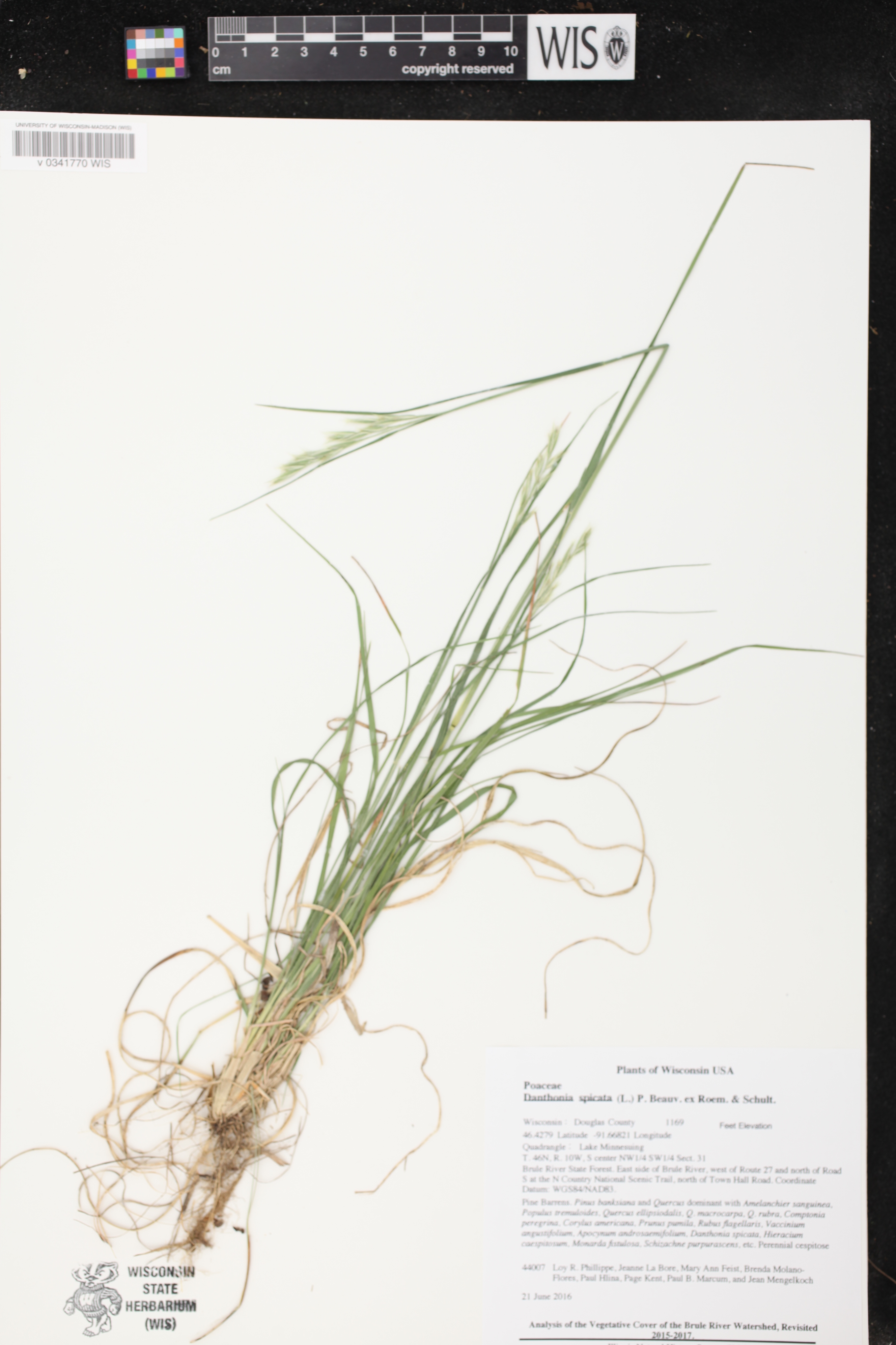 Danthonia spicata image