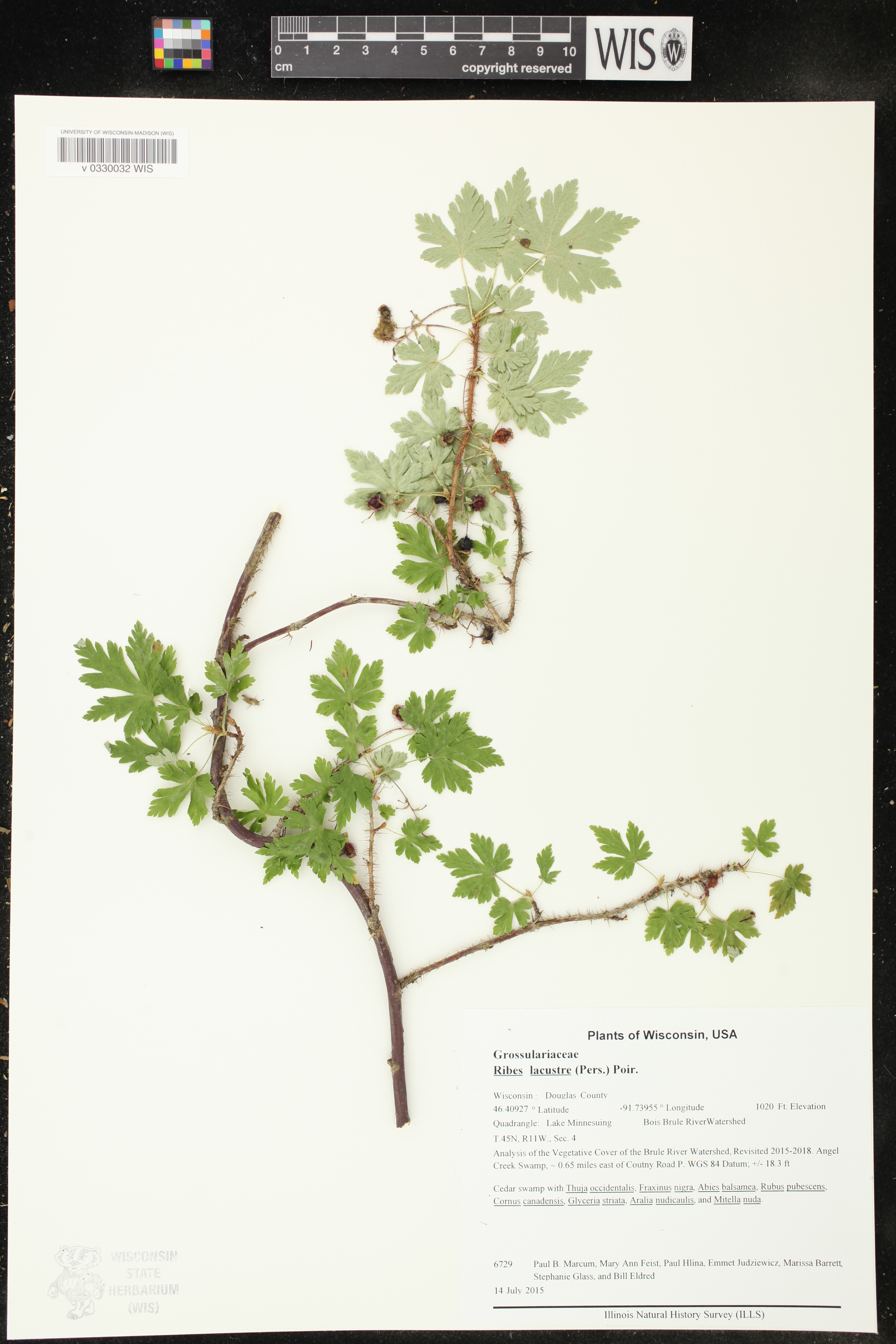 Ribes lacustre image