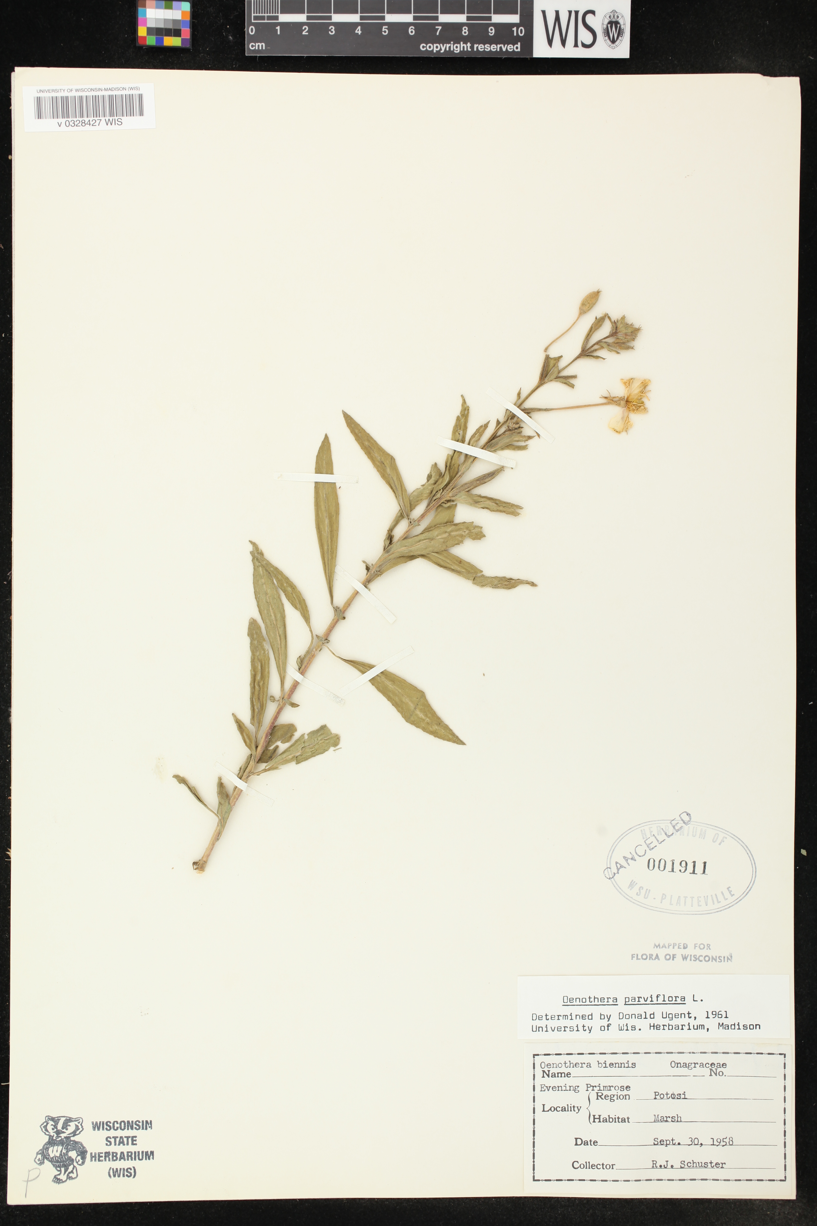 Oenothera parviflora image