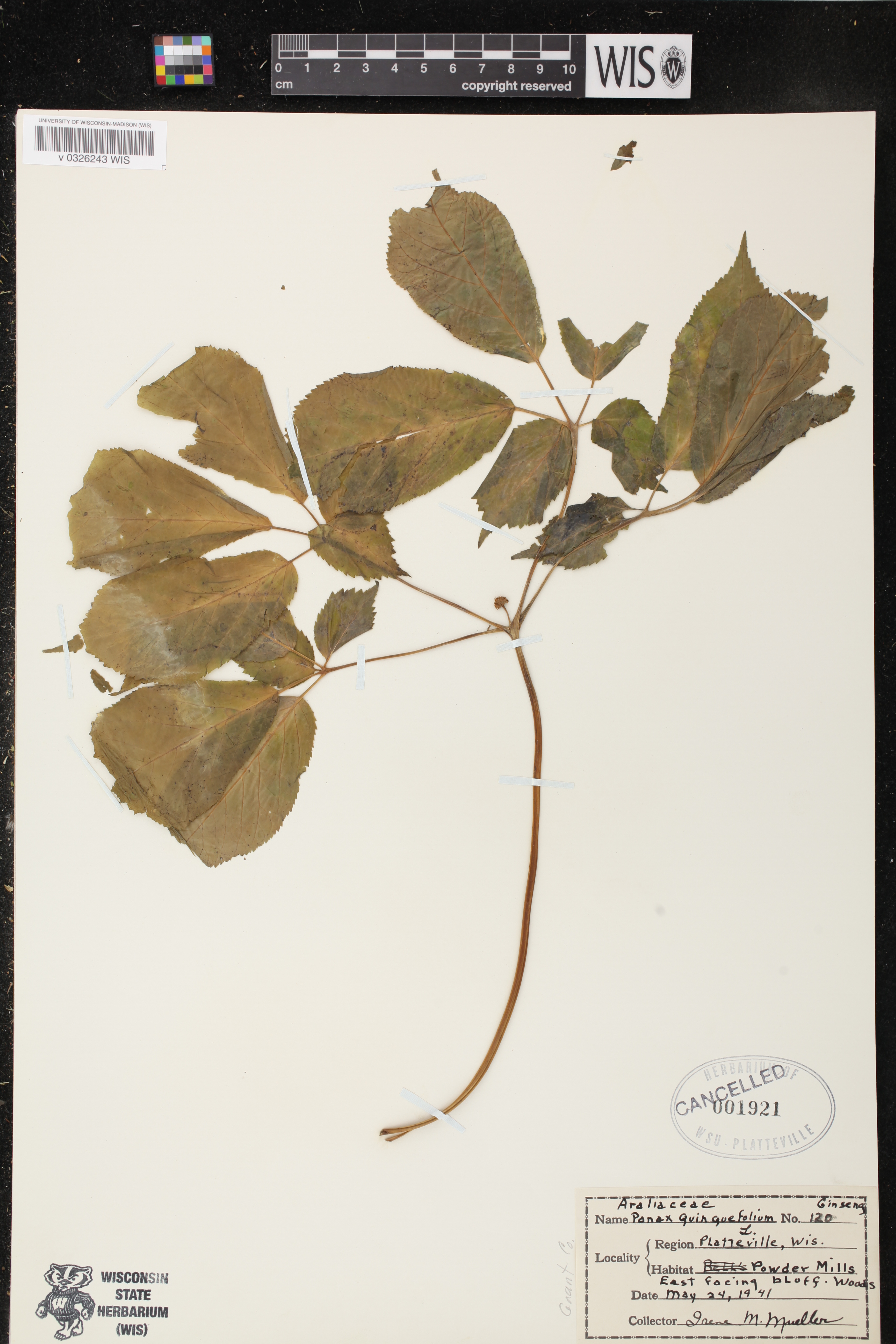 Panax quinquefolius image