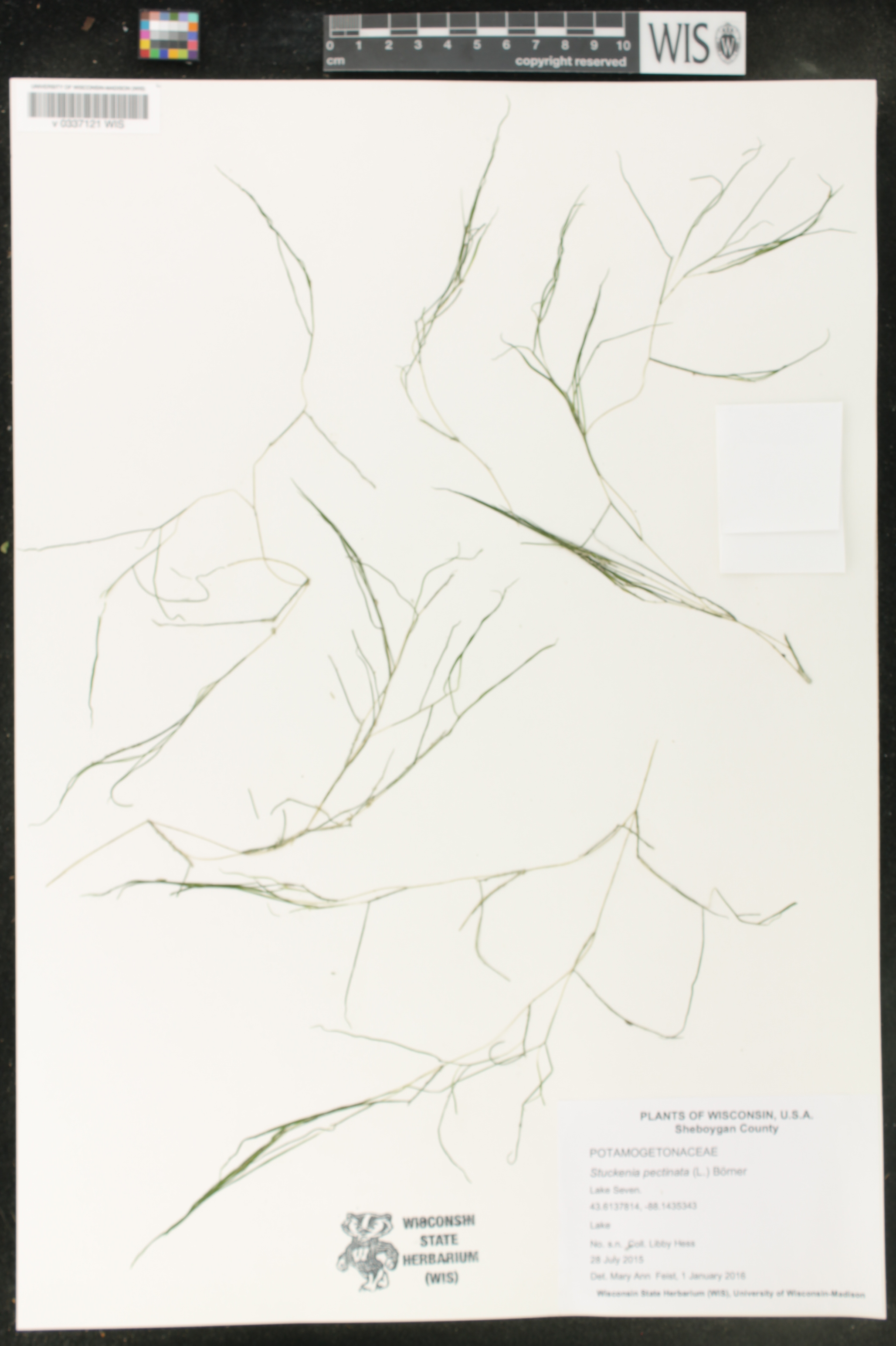 Stuckenia pectinata image