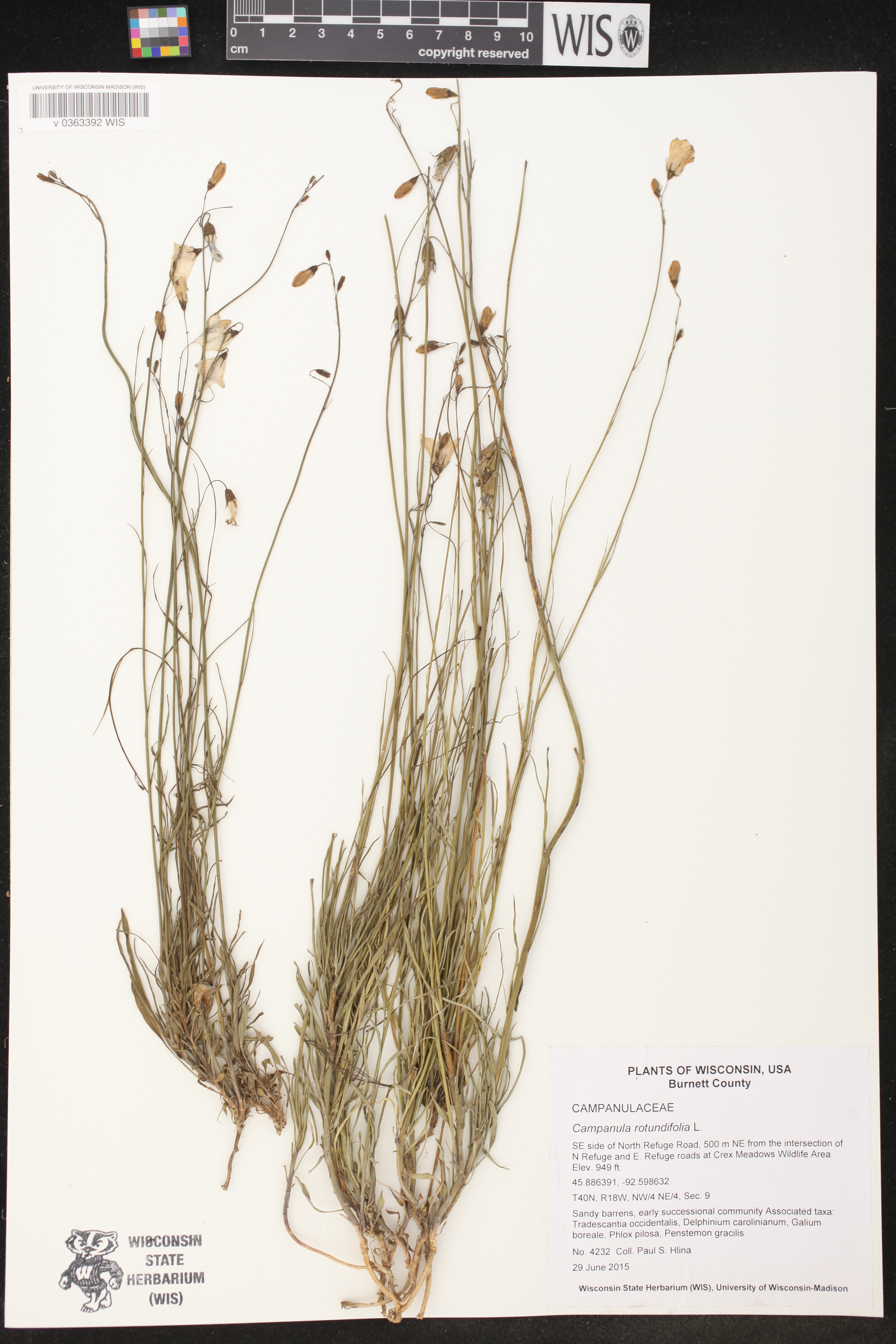 Campanula rotundifolia image