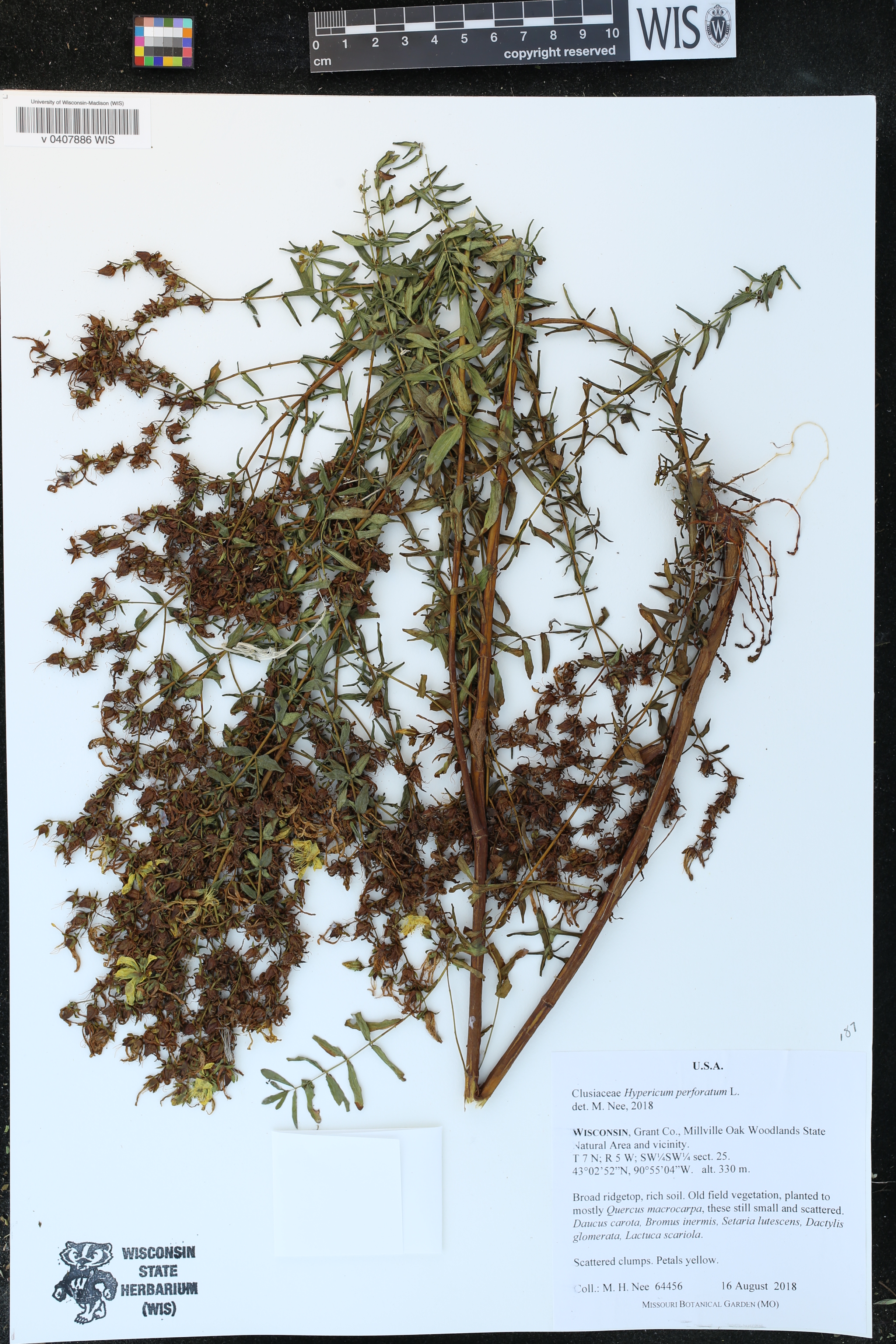 Hypericum perforatum image