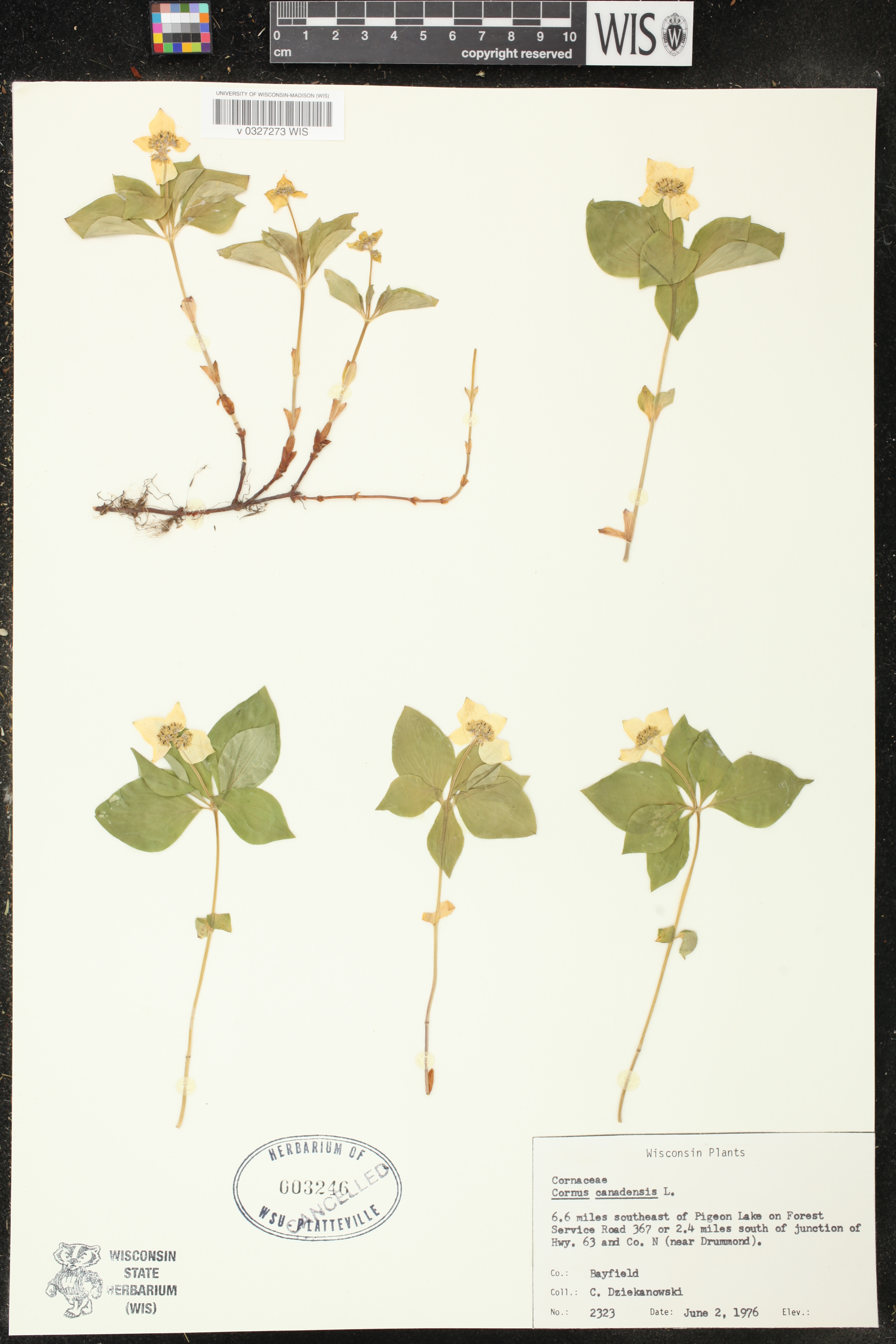 Cornus canadensis image