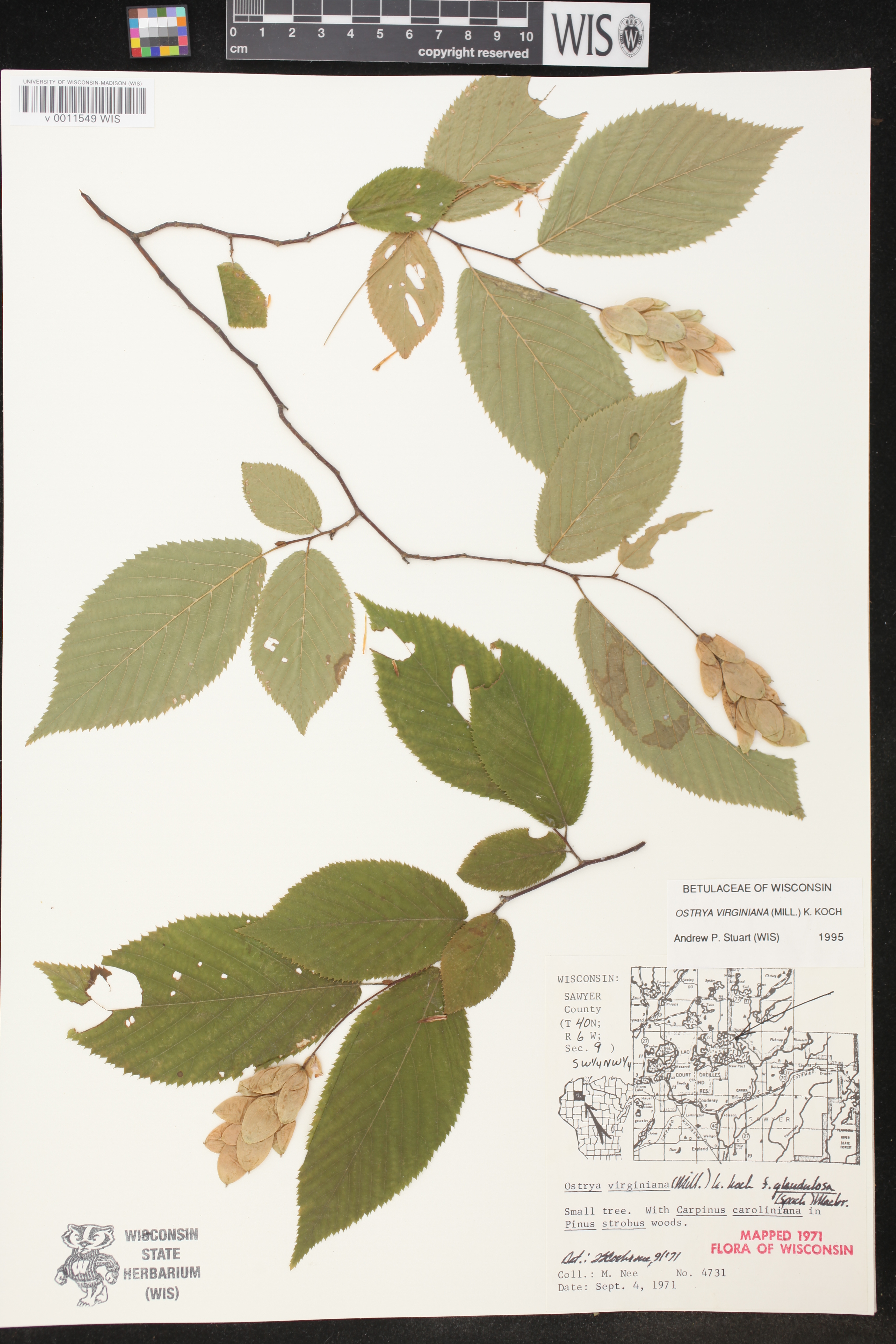 Ostrya virginiana image