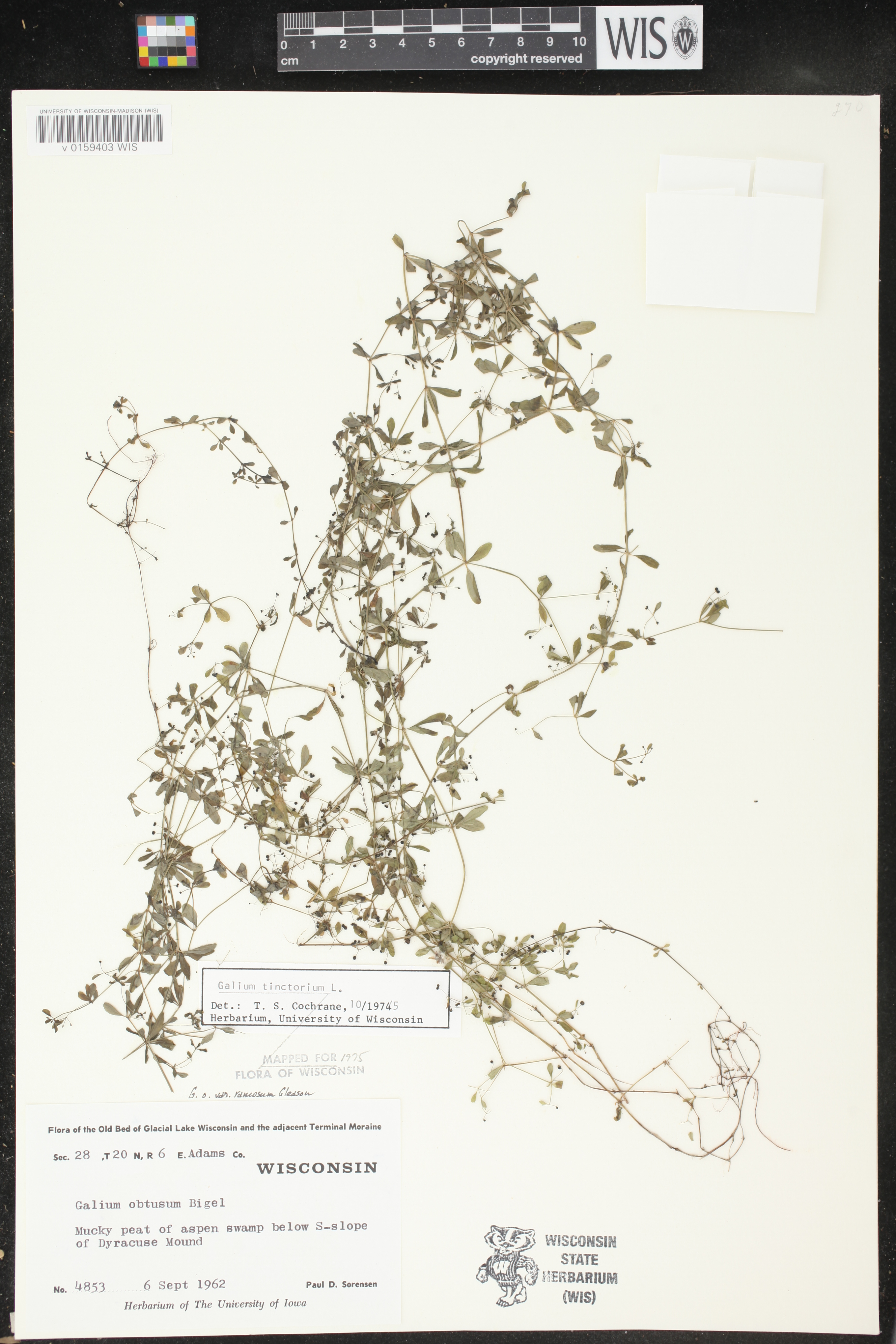 Galium tinctorium image