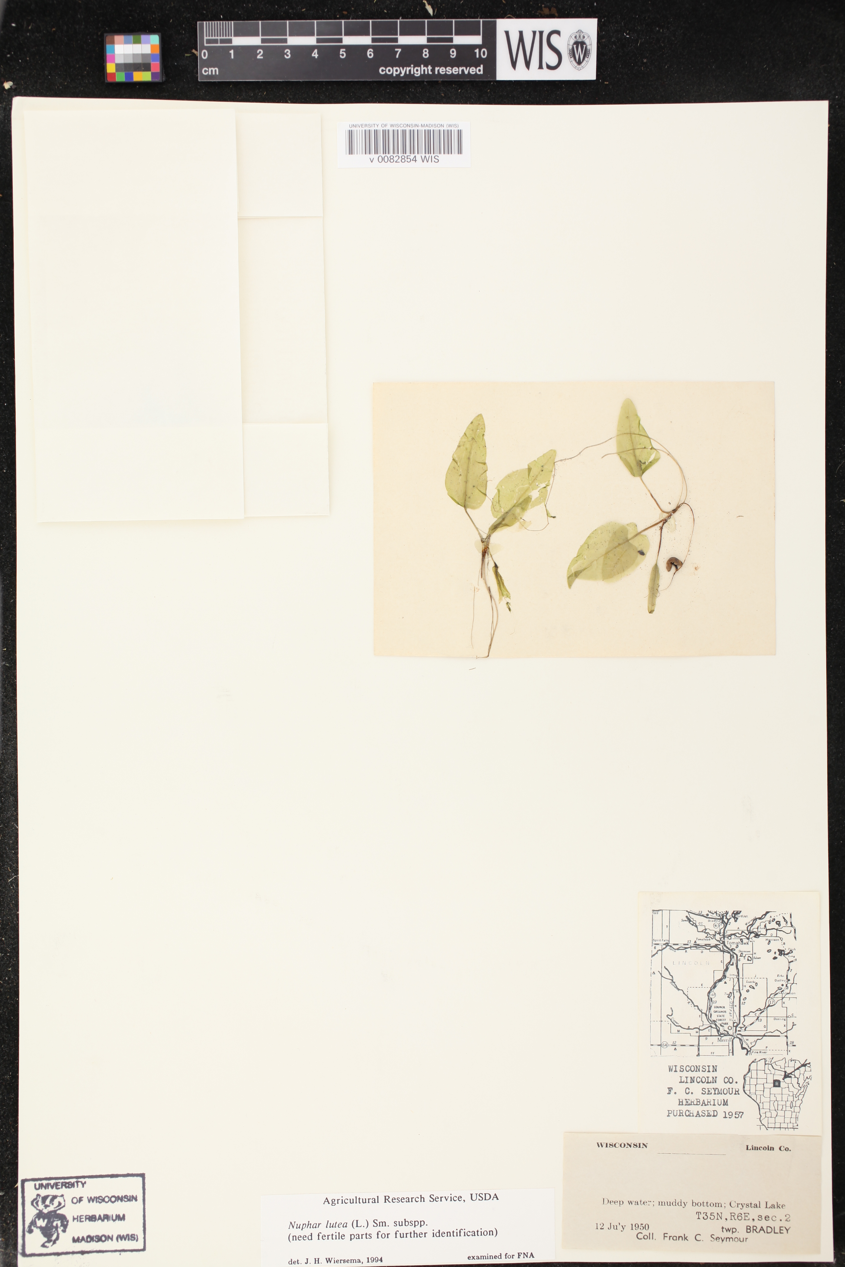Image of Nuphar