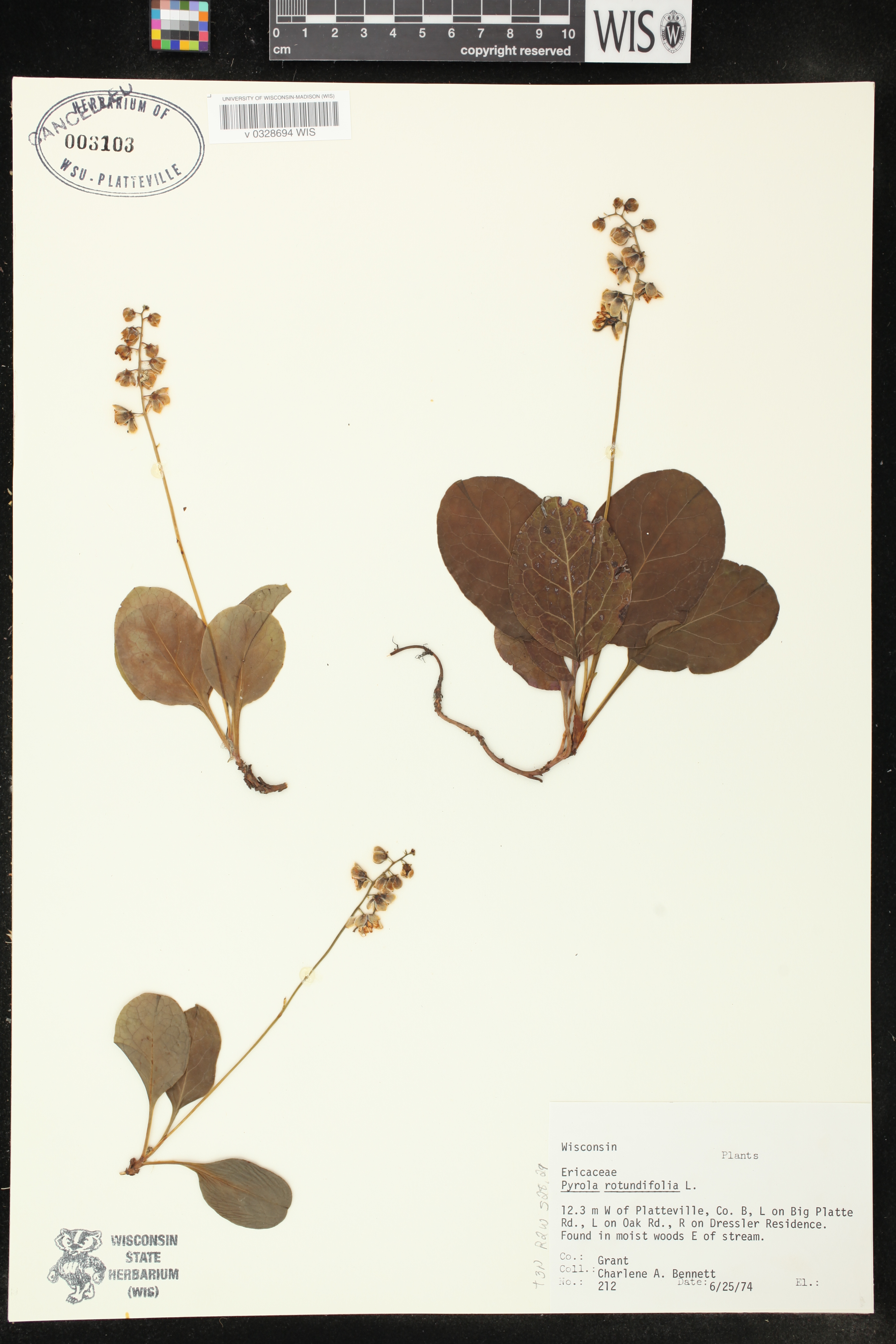 Pyrola rotundifolia subsp. americana image