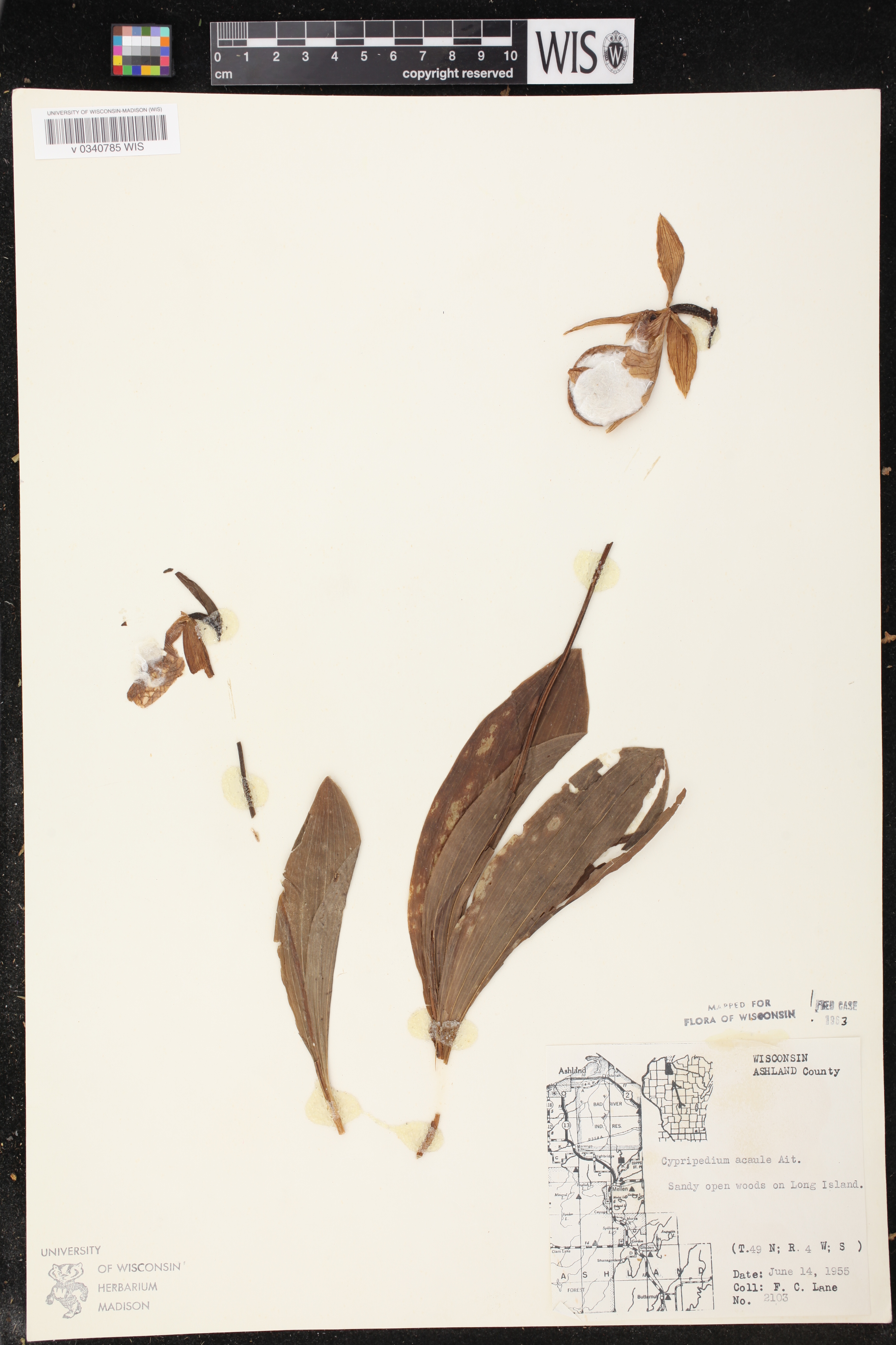 Cypripedium acaule image