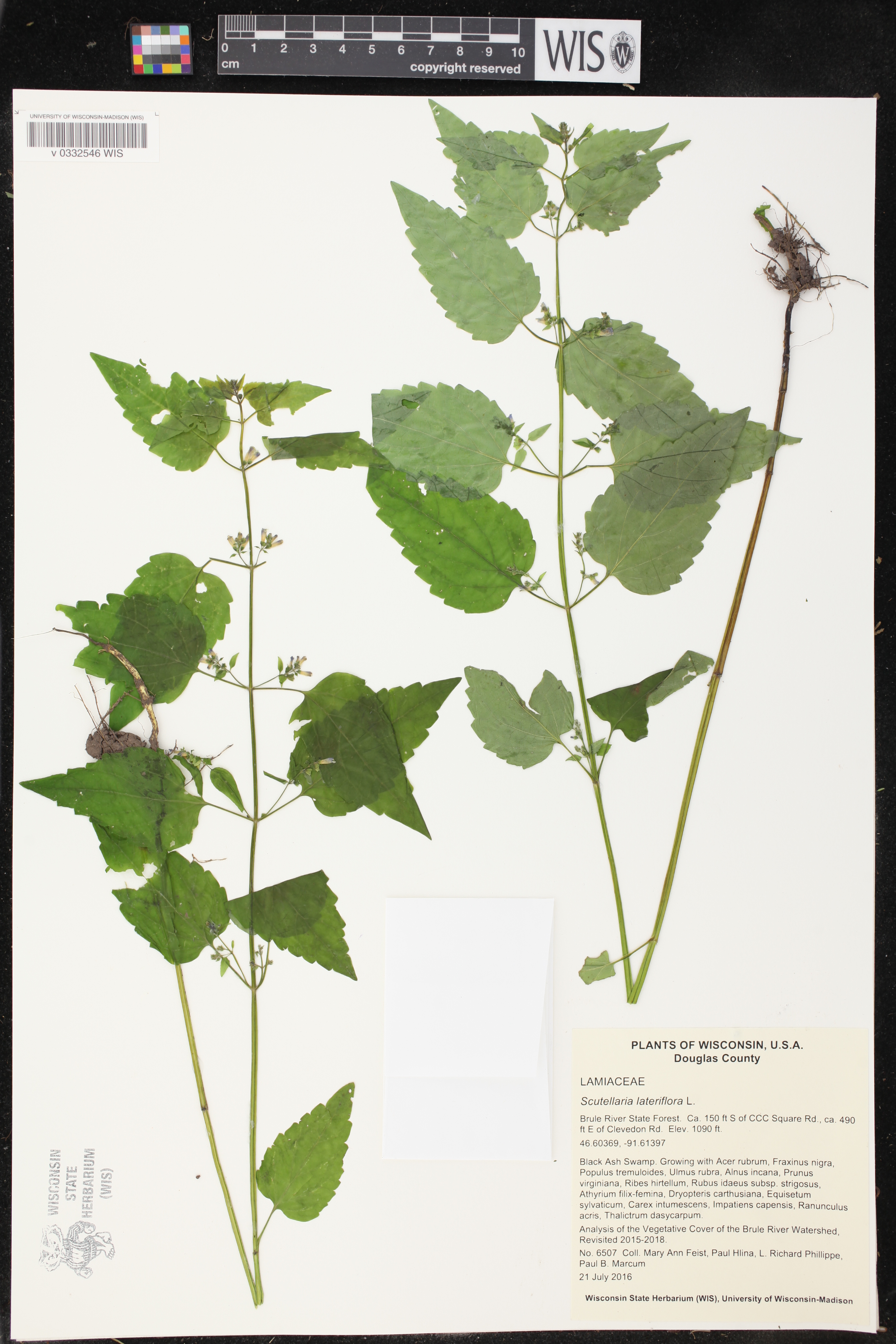 Scutellaria lateriflora image