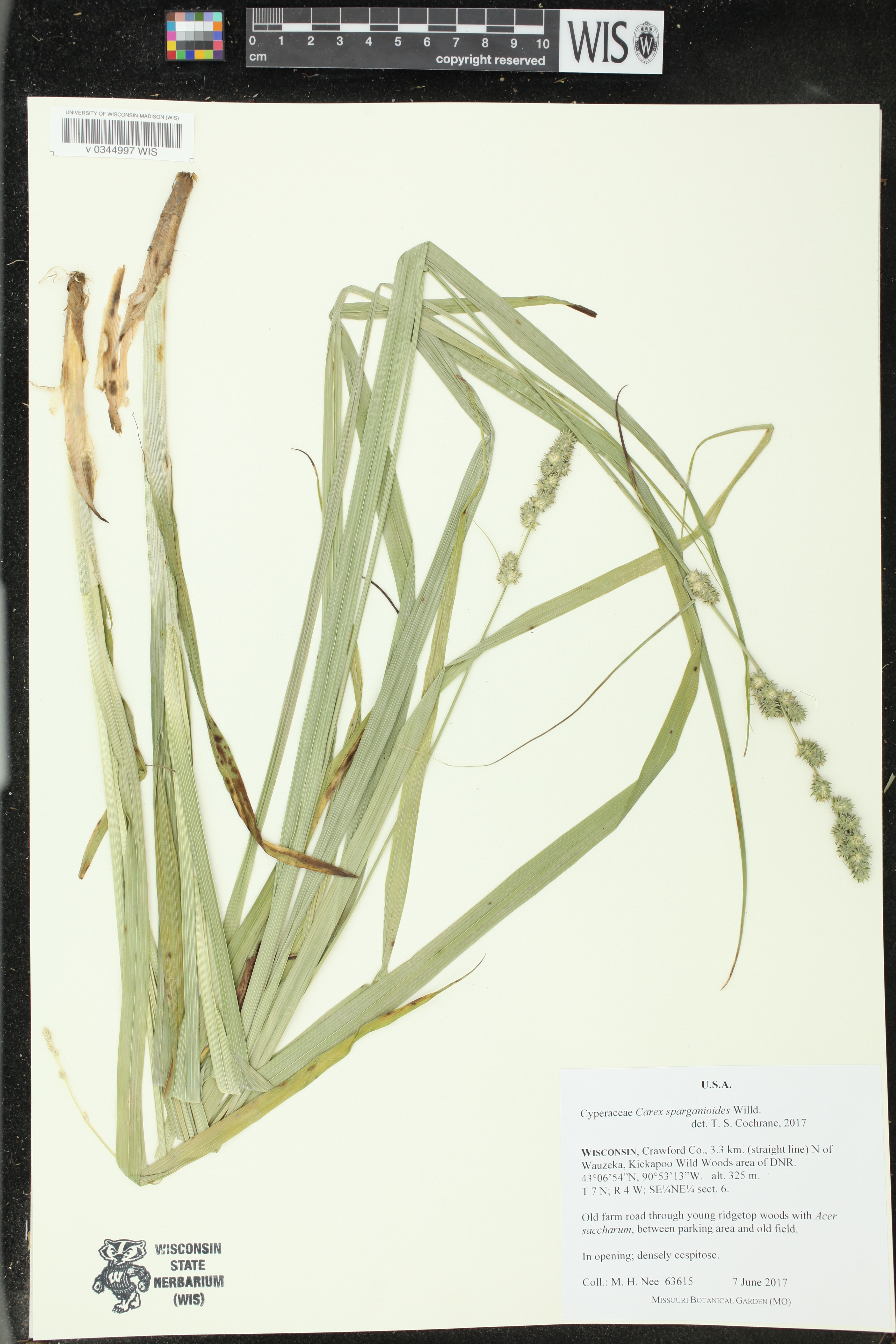 Carex sparganioides image