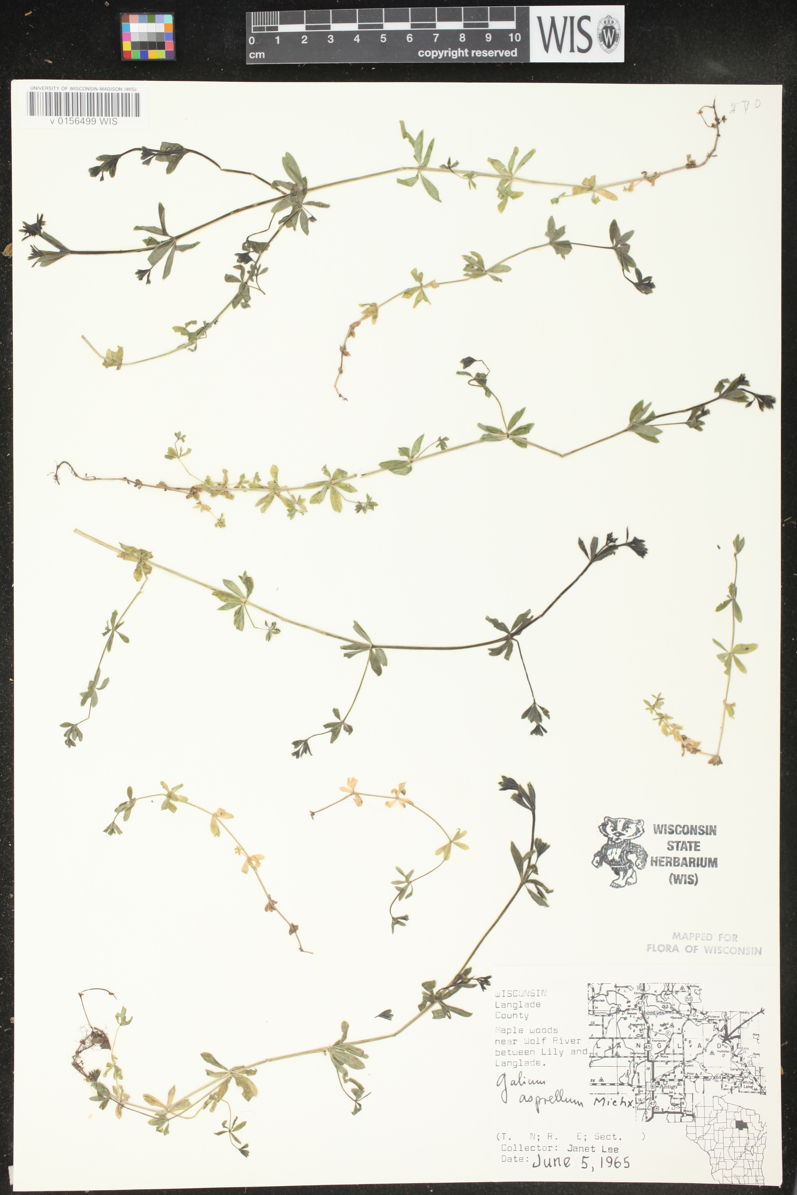 Galium asprellum image
