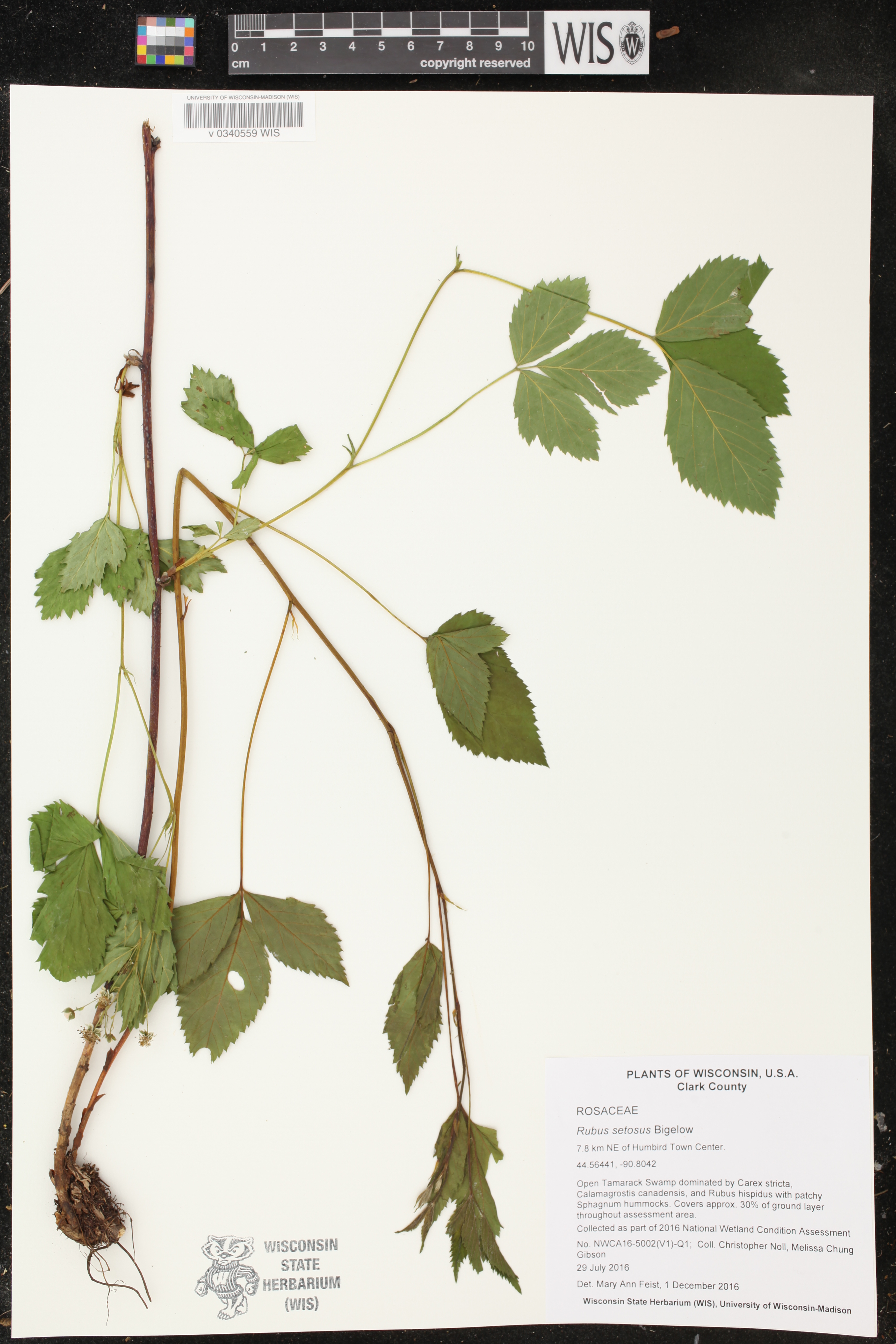 Rubus setosus image