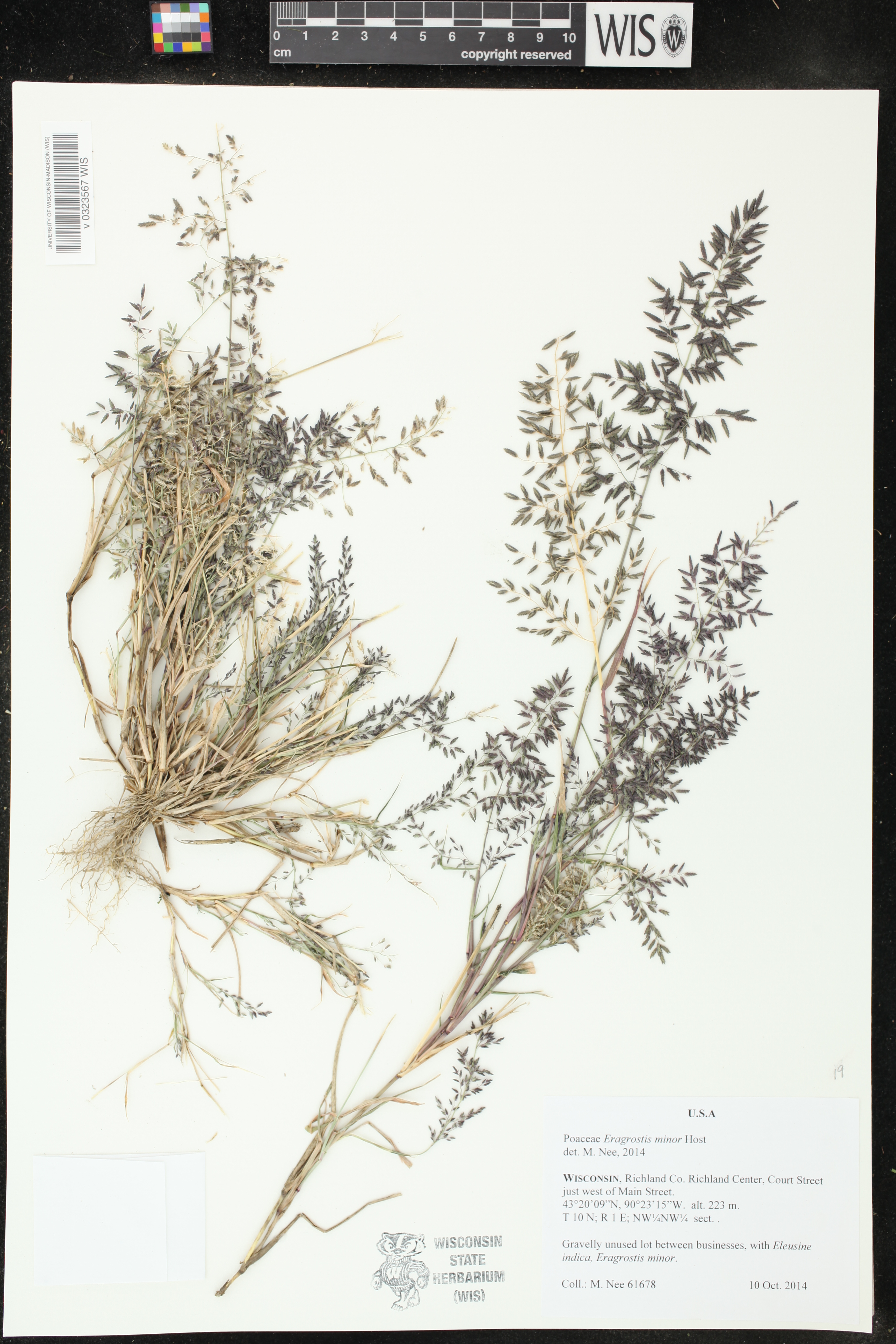Eragrostis minor image