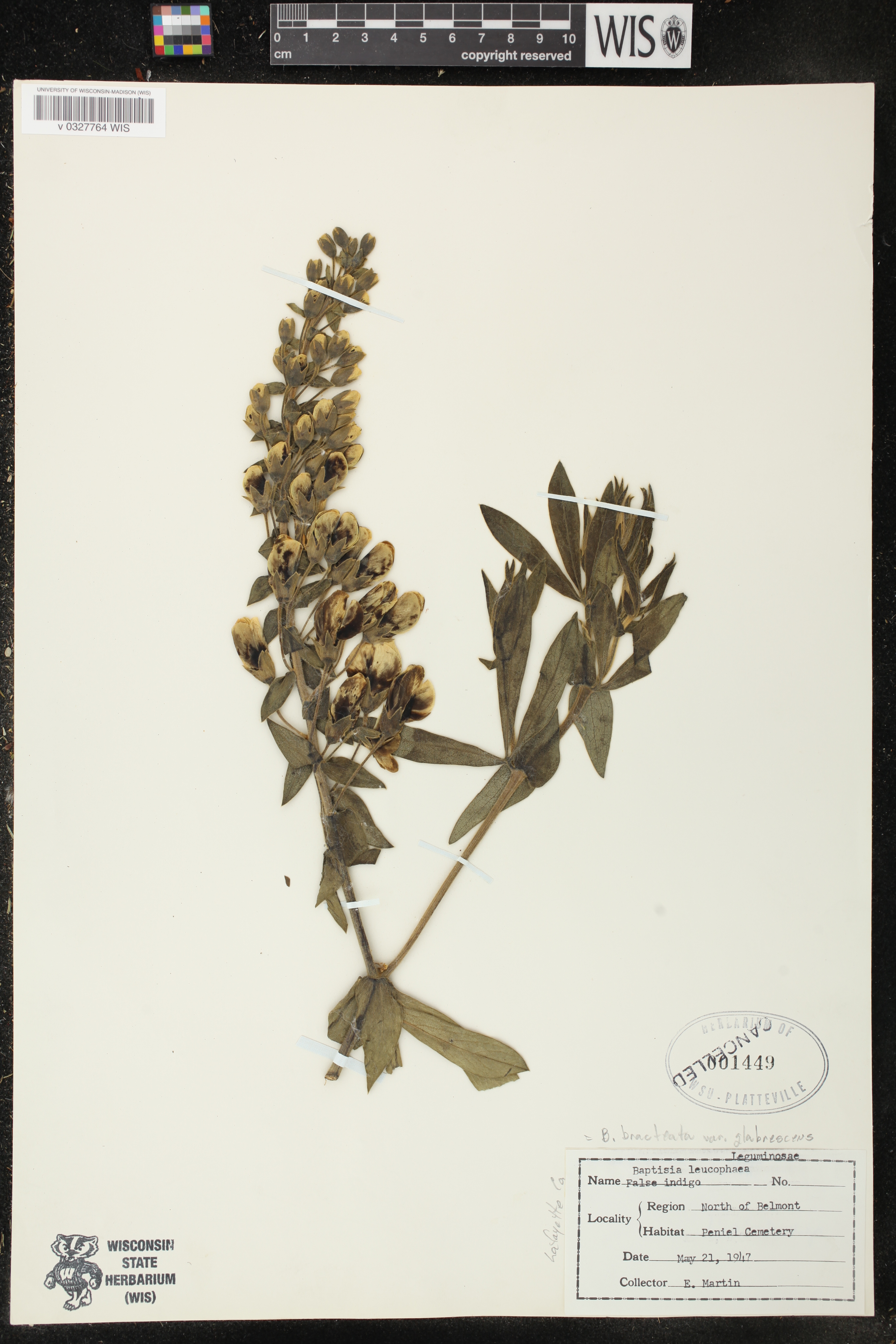 Baptisia leucophaea image