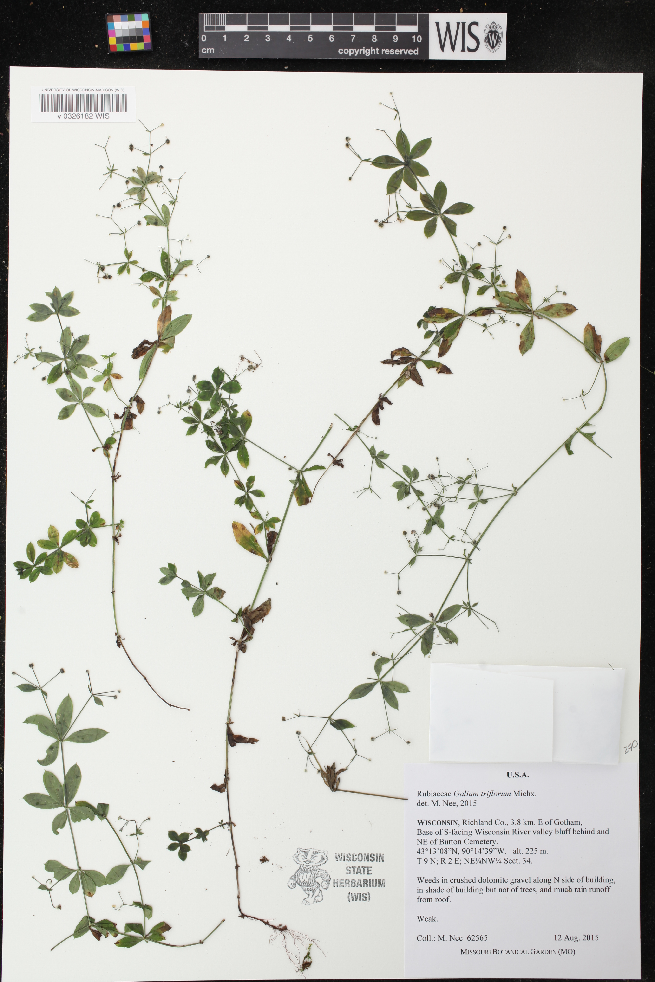 Galium triflorum image