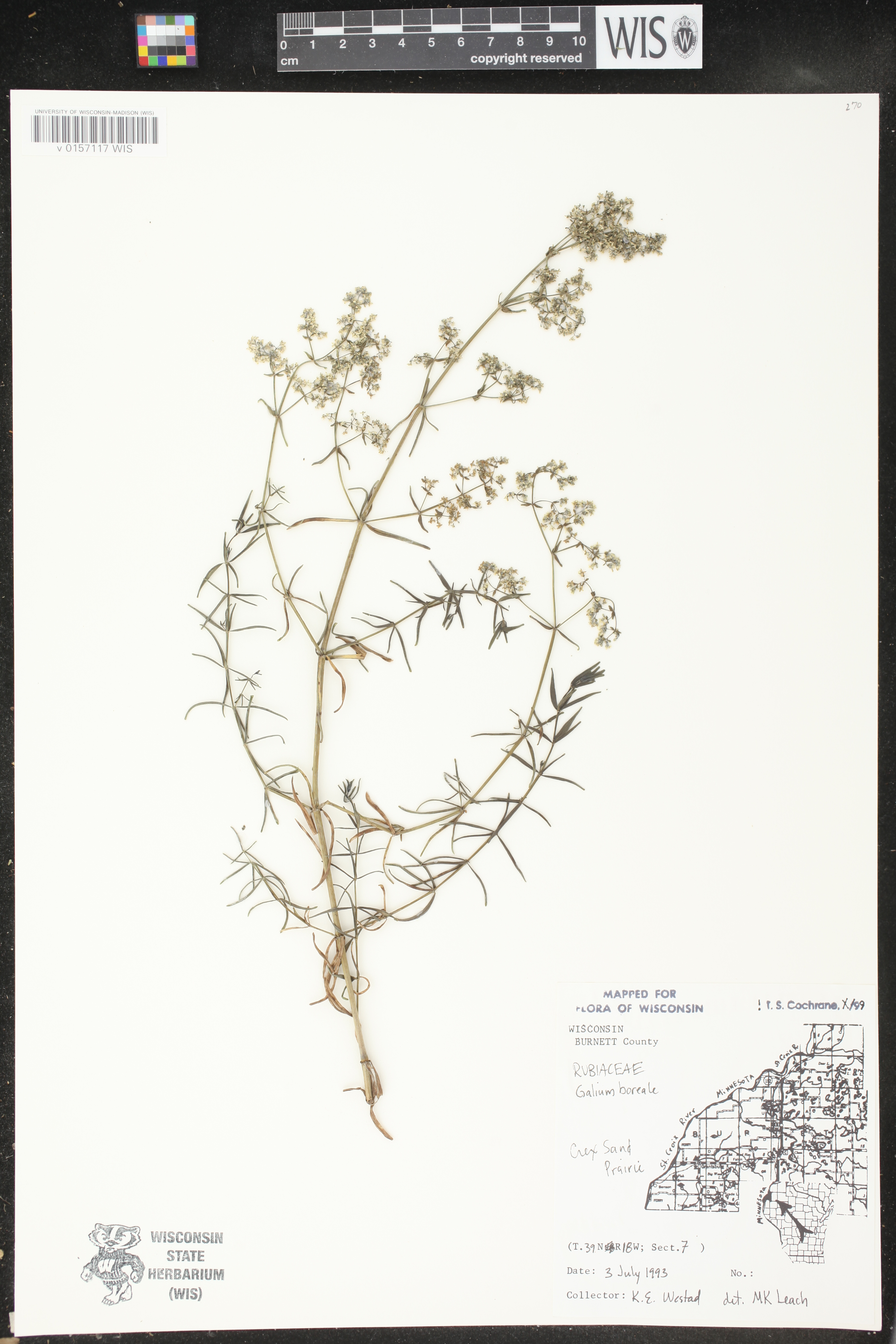 Galium concinnum image