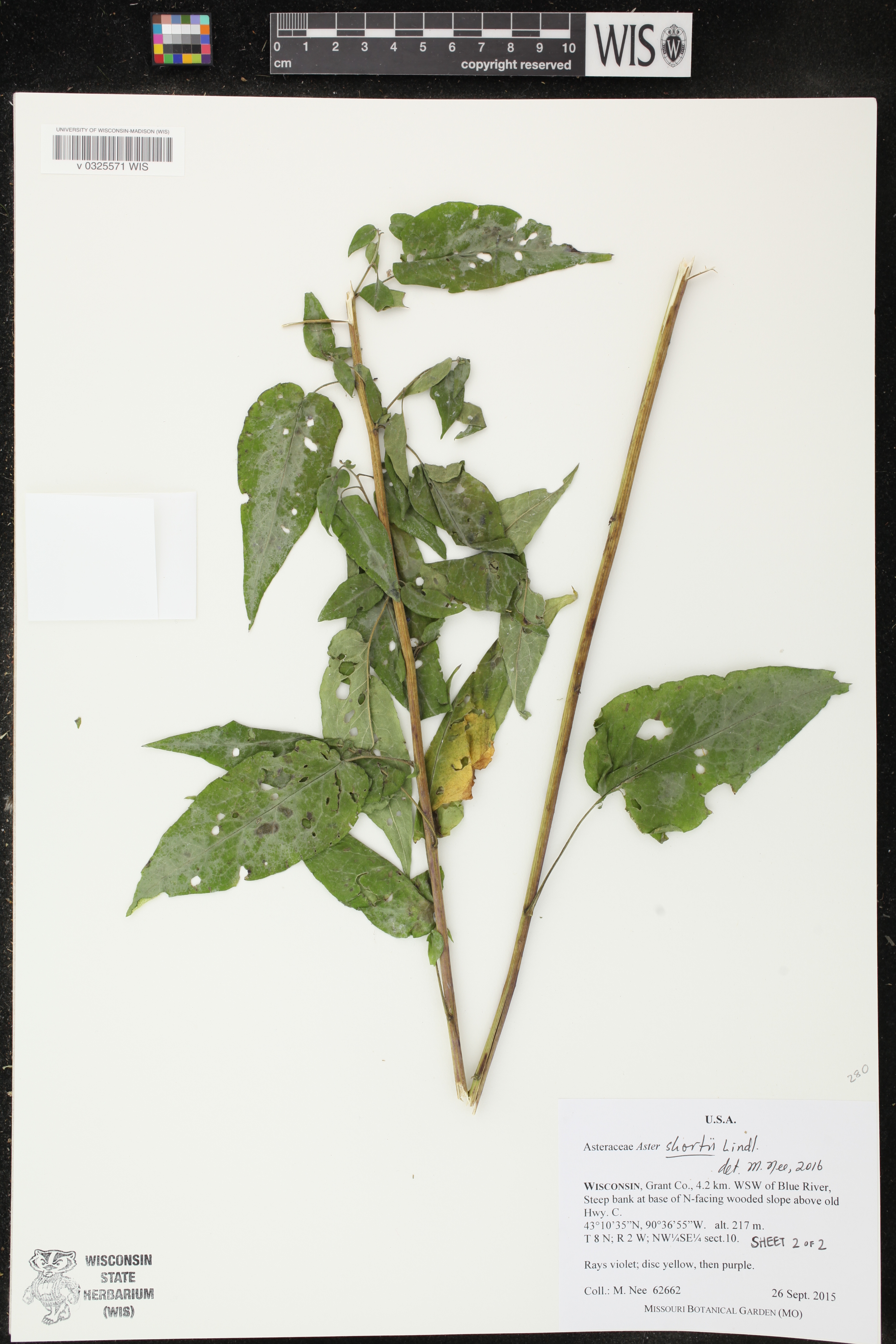Symphyotrichum shortii image