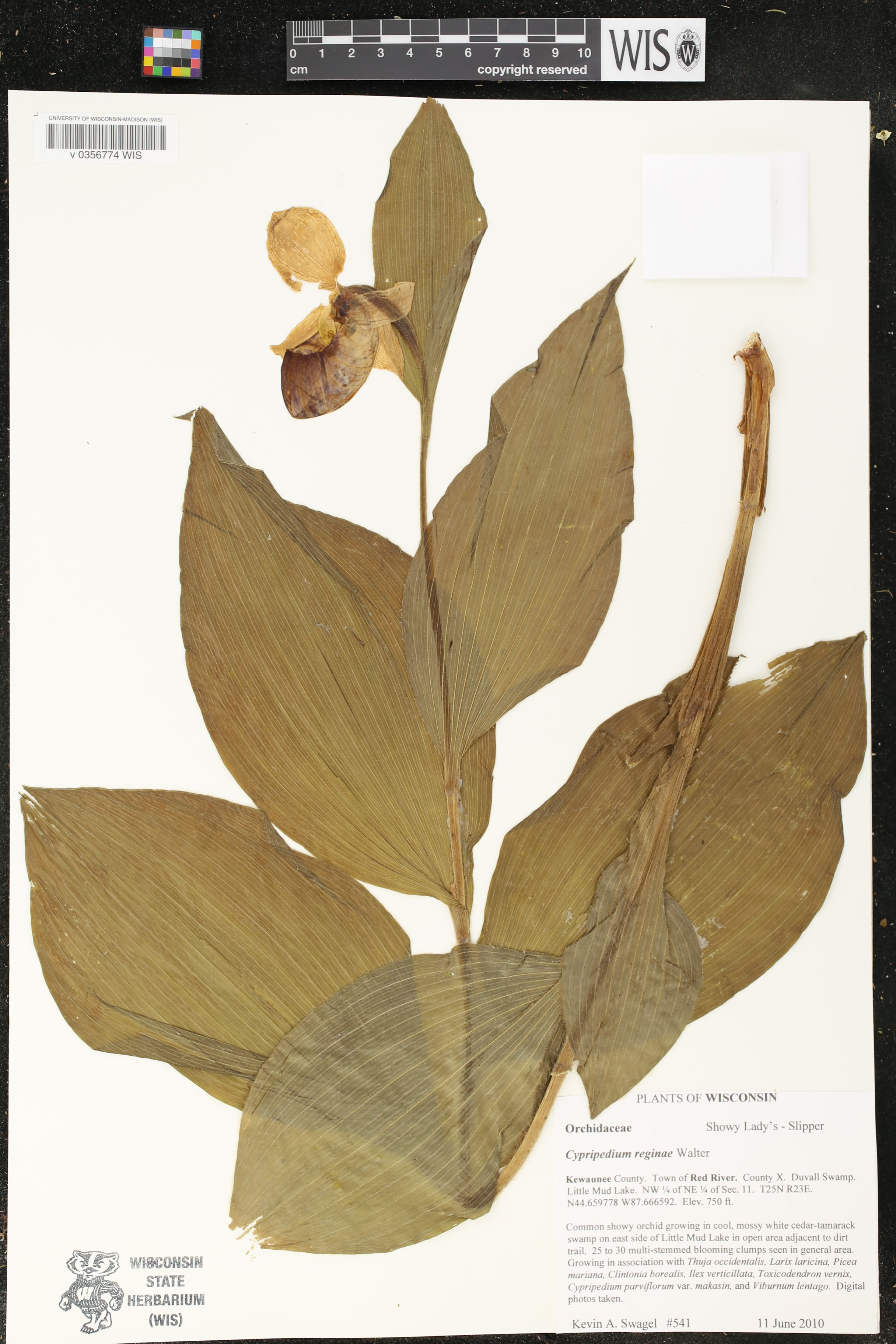 Cypripedium reginae image