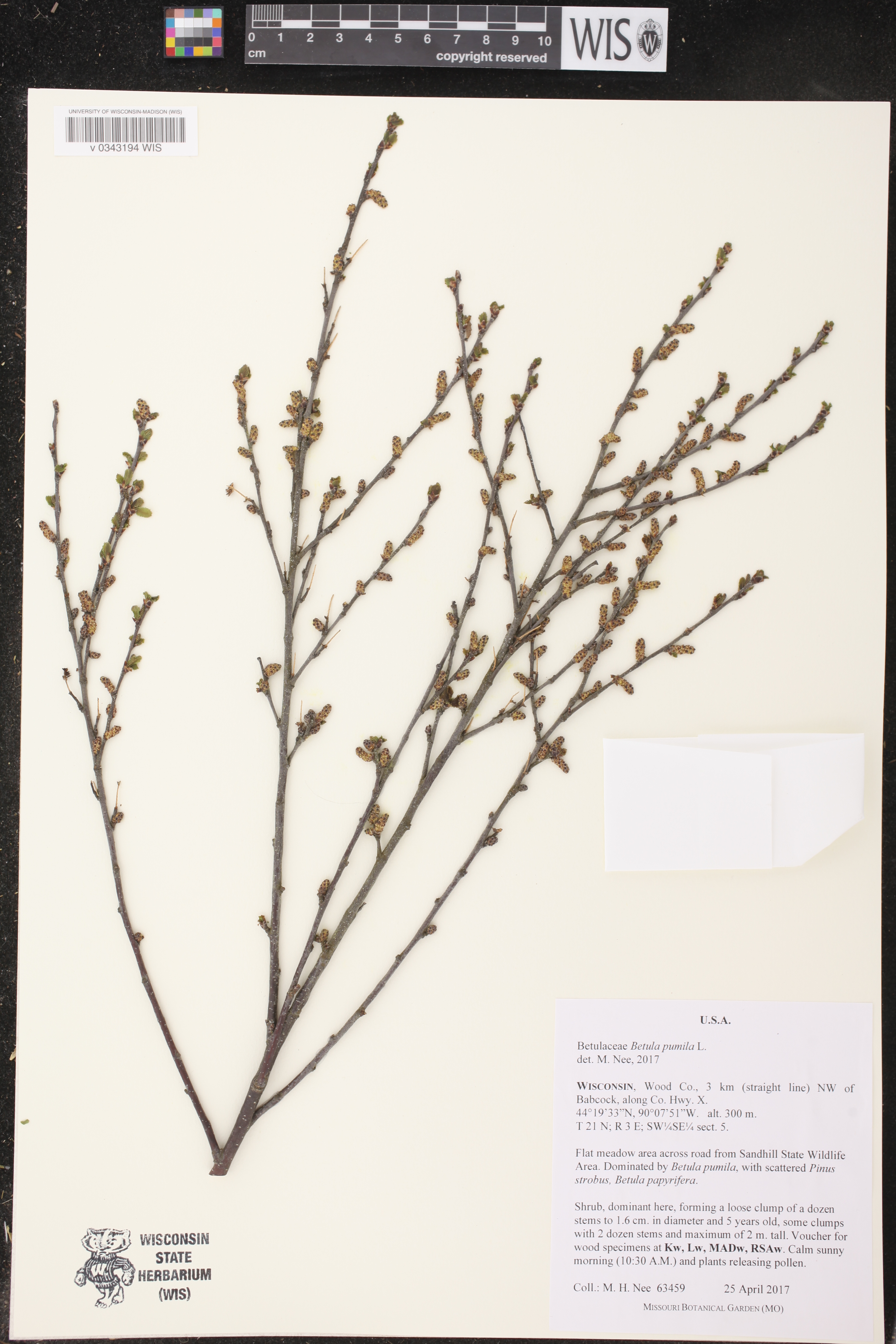 Betula pumila image