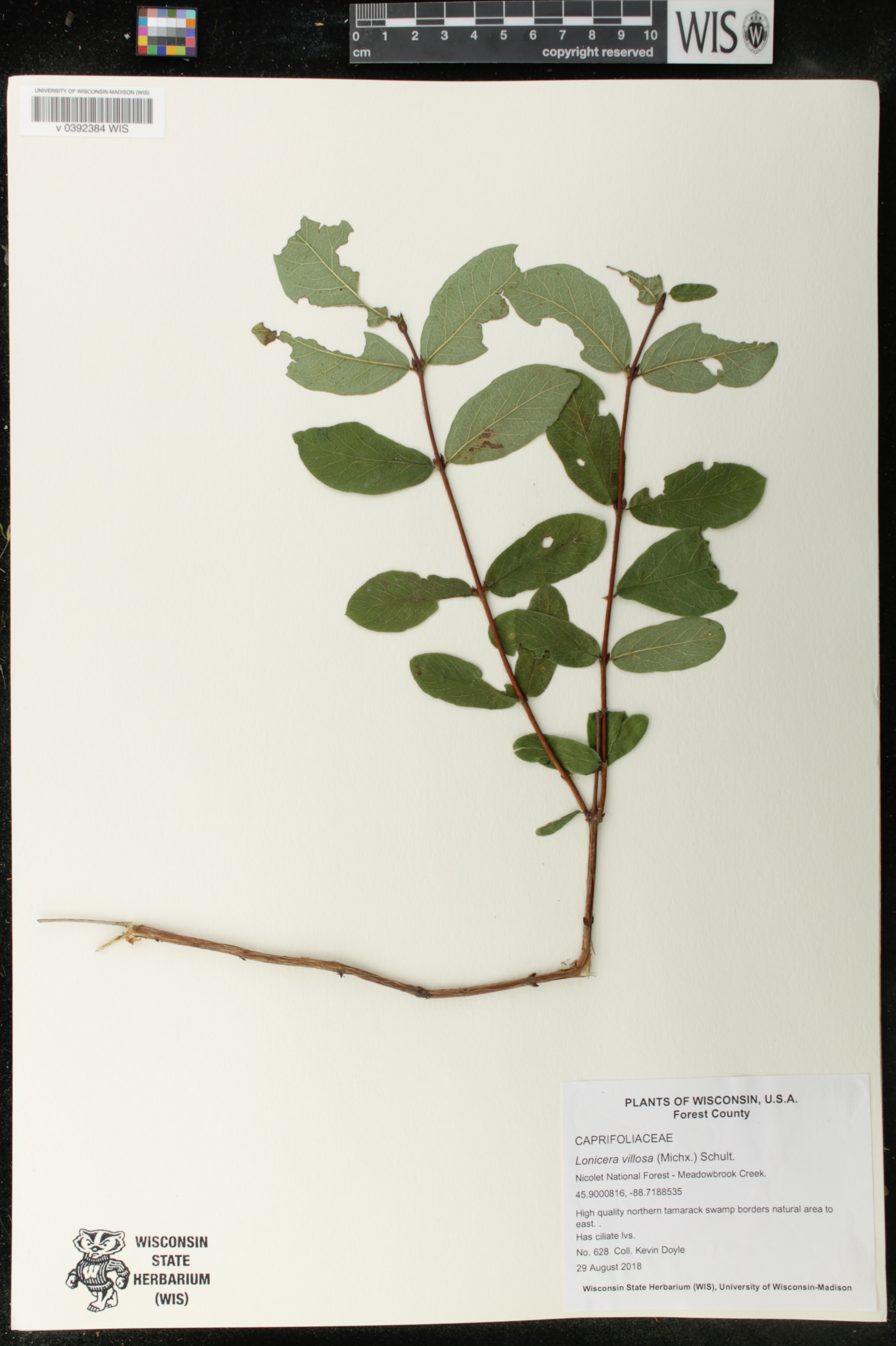 Lonicera villosa image